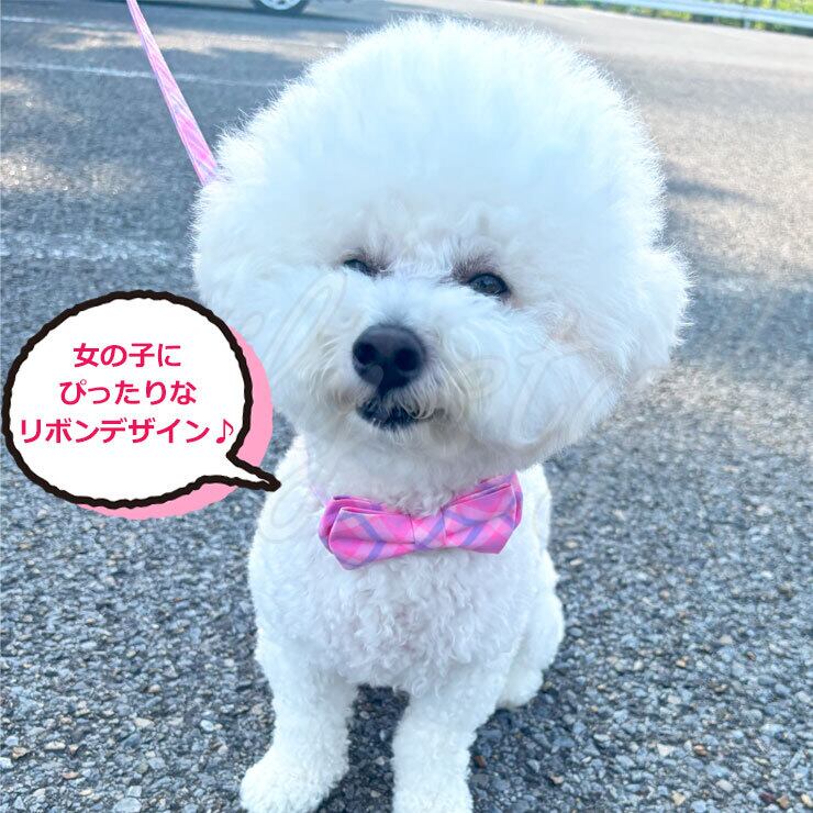 リボン首輪＆リードセット】首輪 リード 犬用 犬 リボン 可愛い