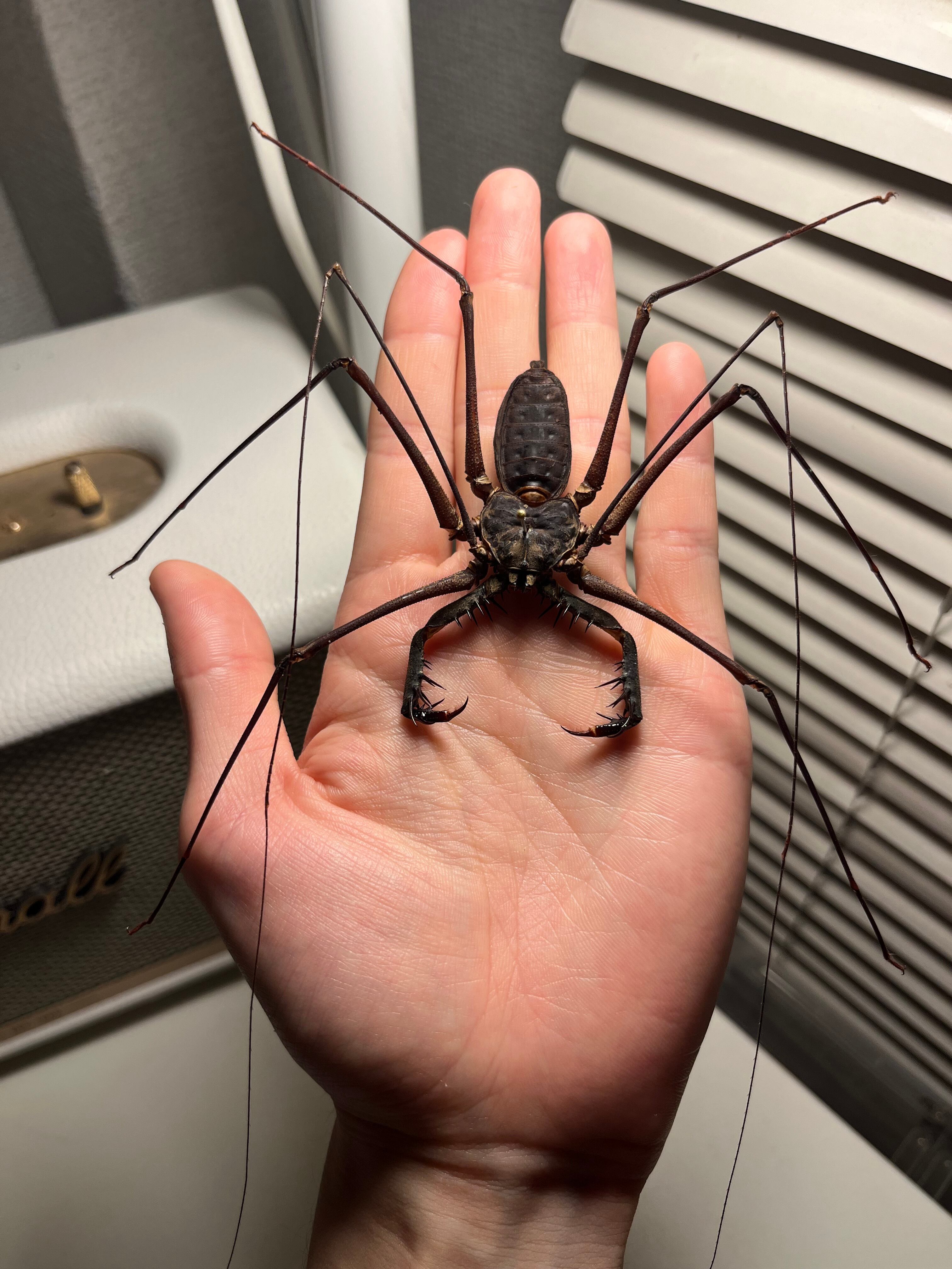 腕虫最大級】Heterophrynus sp.ウデムシ 標本 ヒヨケムシ 三大奇蟲