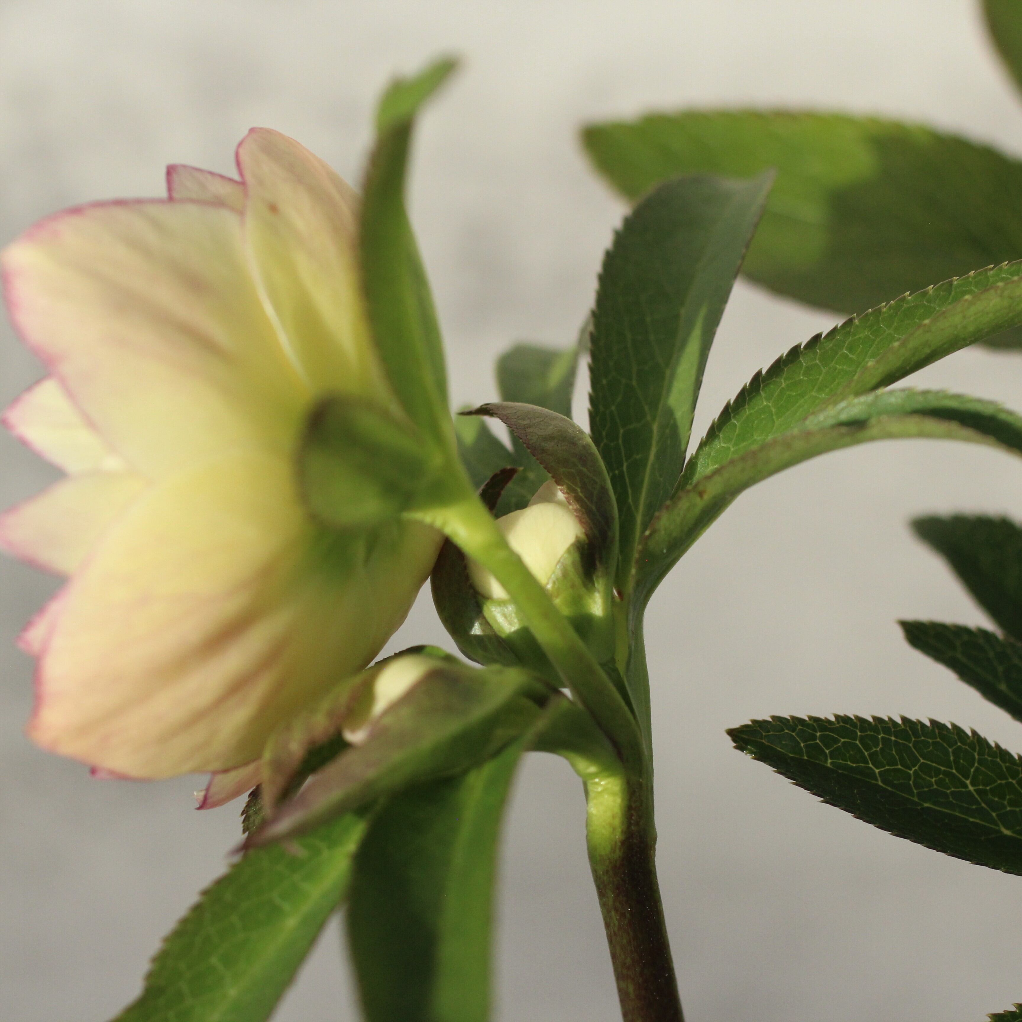 WS26-081 クリスマスローズ ウィンターシンフォニー イエロークレオン