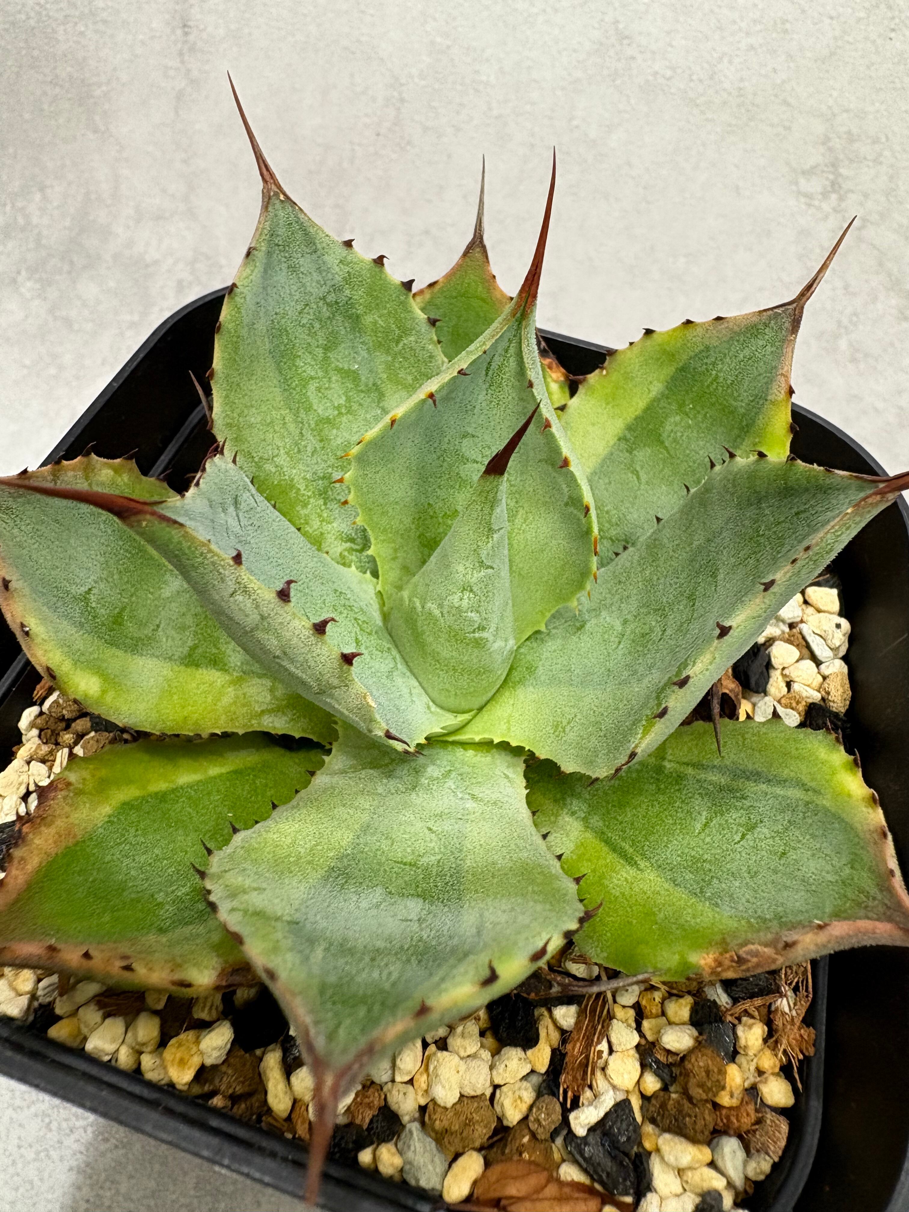 錦フェア【鉢ごと発送】選抜 美斑 アガベ チタノタ 白鯨錦 縞斑 TC