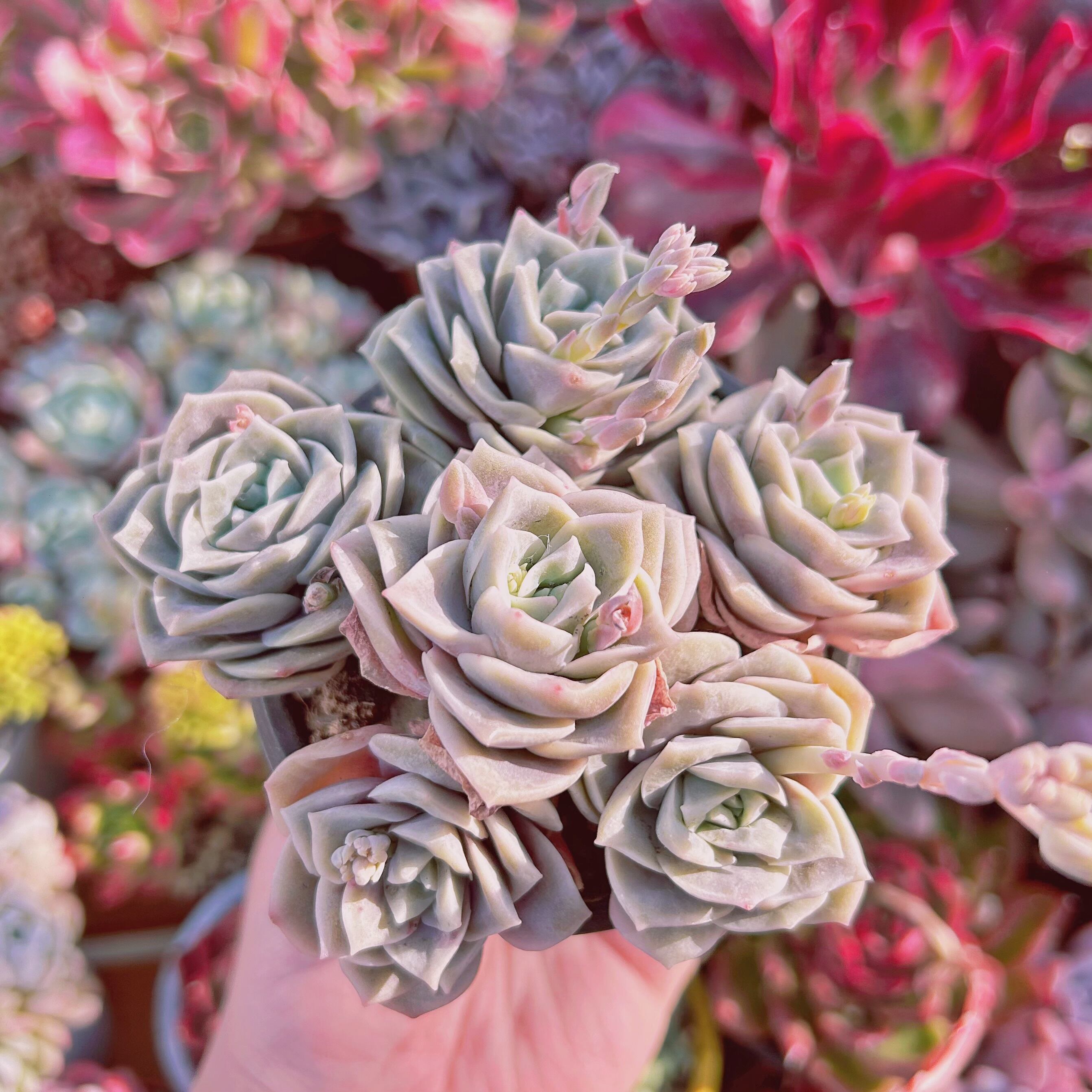 #312現物　多肉植物　ラブリーローズ