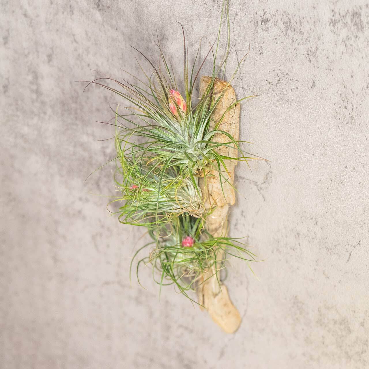 エアプランツ ストリクタ 流木仕立て 花咲く観葉植物 土を使わない 清潔 インテリアグリーン