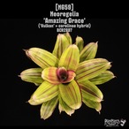 Neoregelia 'Amazing Grace'〔ネオレゲリア〕N659