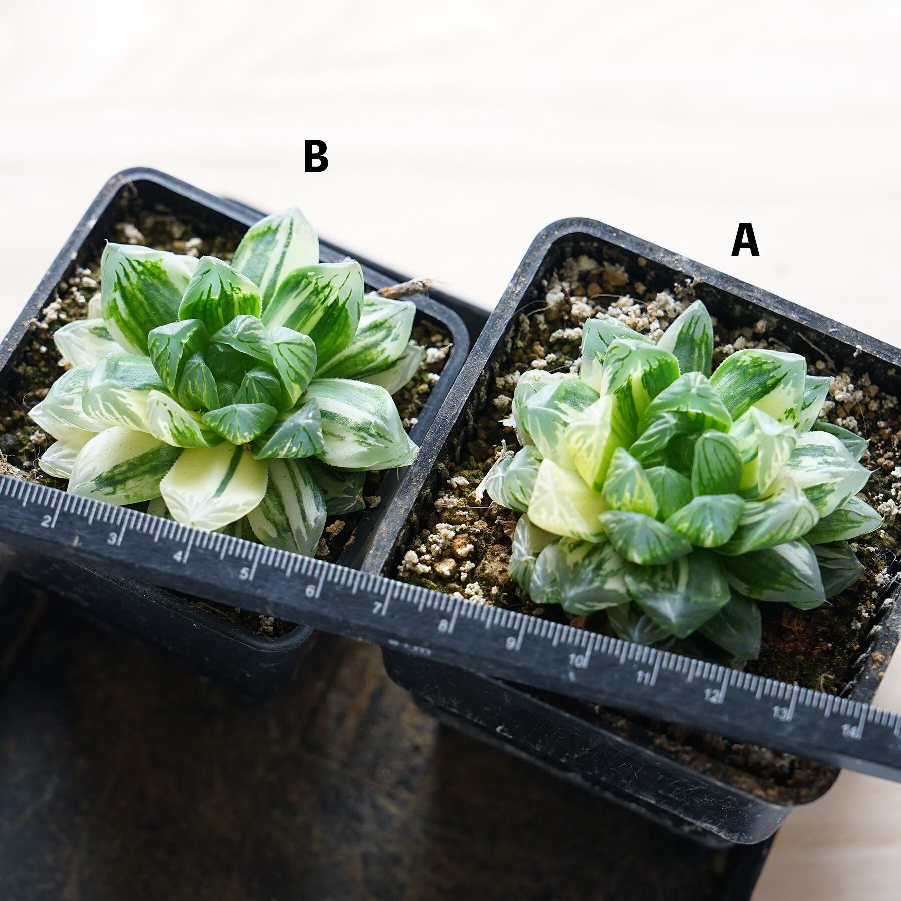 多肉植物 ハオルチア 珍しい火鳳凰錦 完璧錦 新入荷 10cm鉢 鉢そのまま発送 多肉植物 ハオルチア 火鳳凰錦 【公式通販】