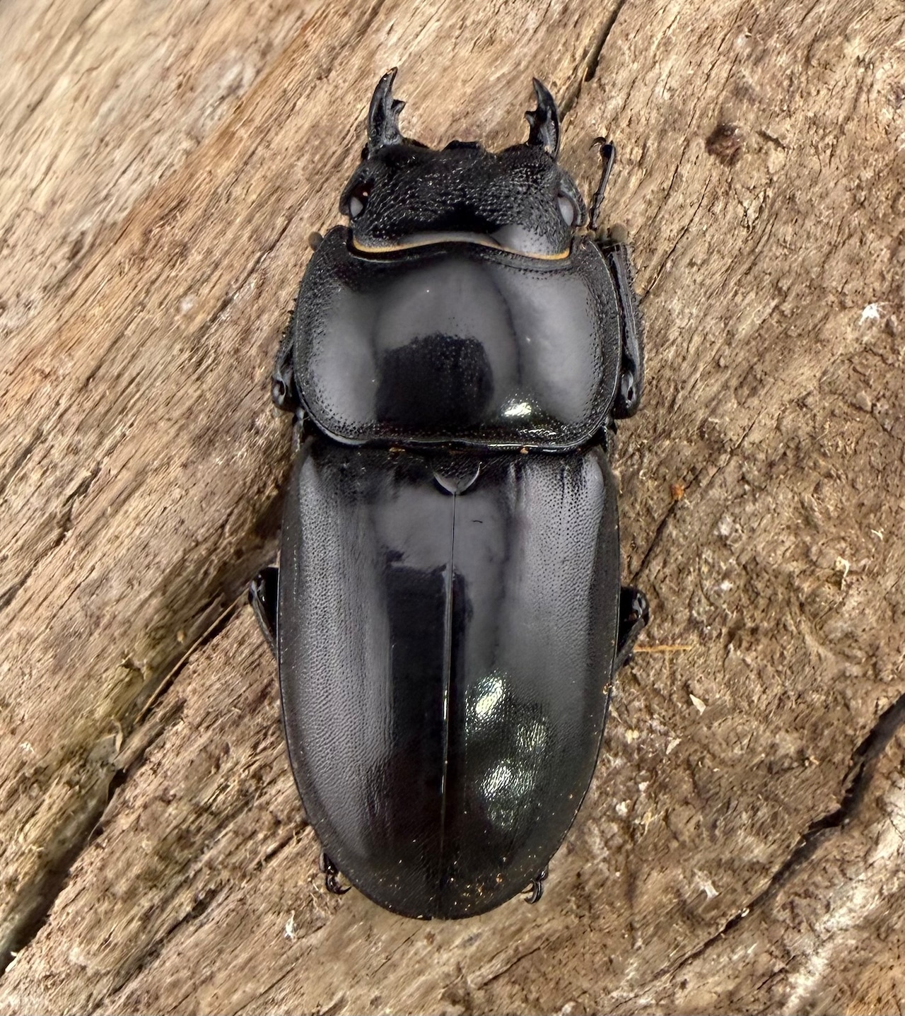 【WD】《パラワンオオヒラタ ガントン産 93mm ペア》