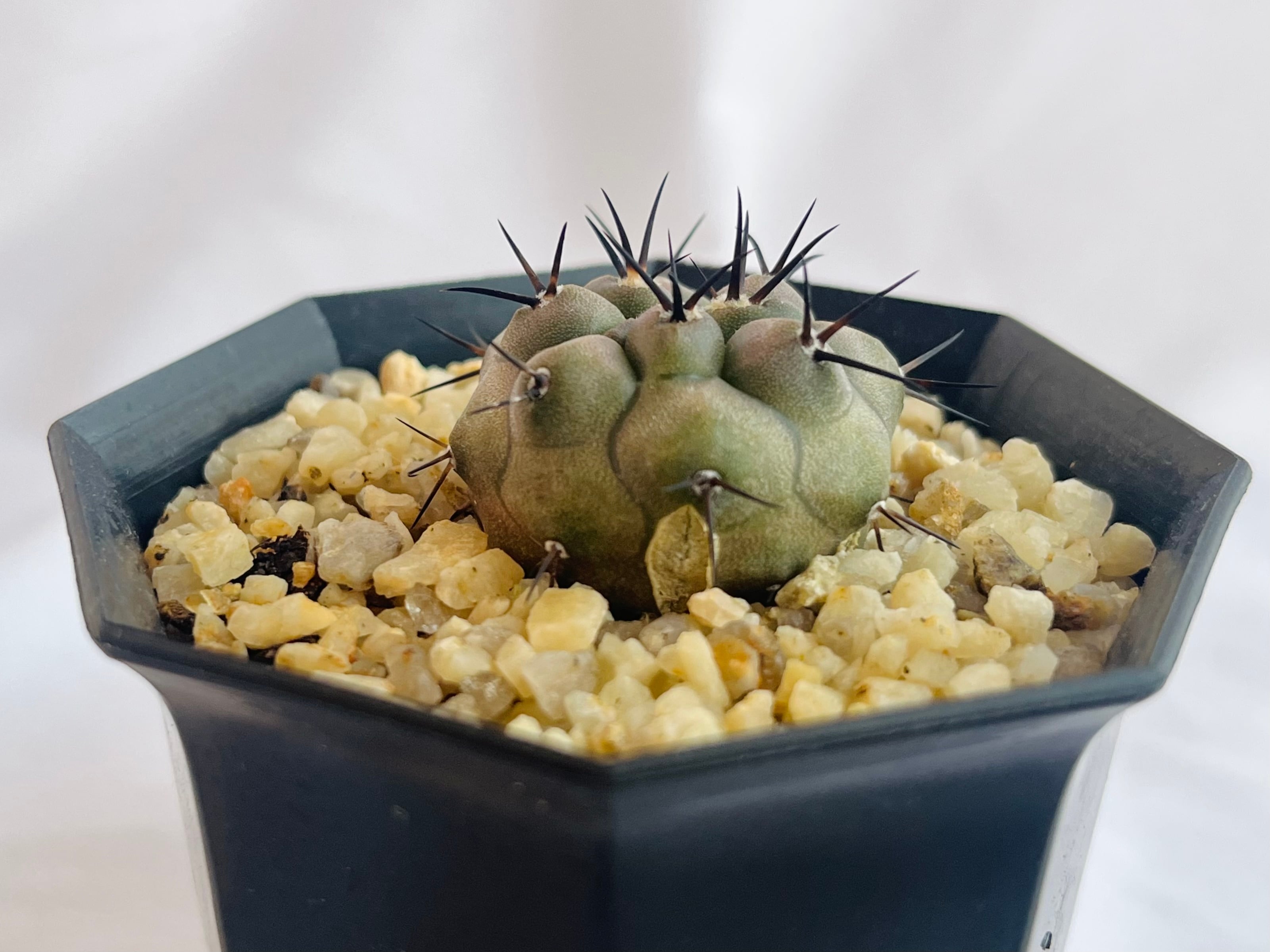 Copiapoa cinerea コピアポア シネレア 黒王丸 サボテン | plants MARU