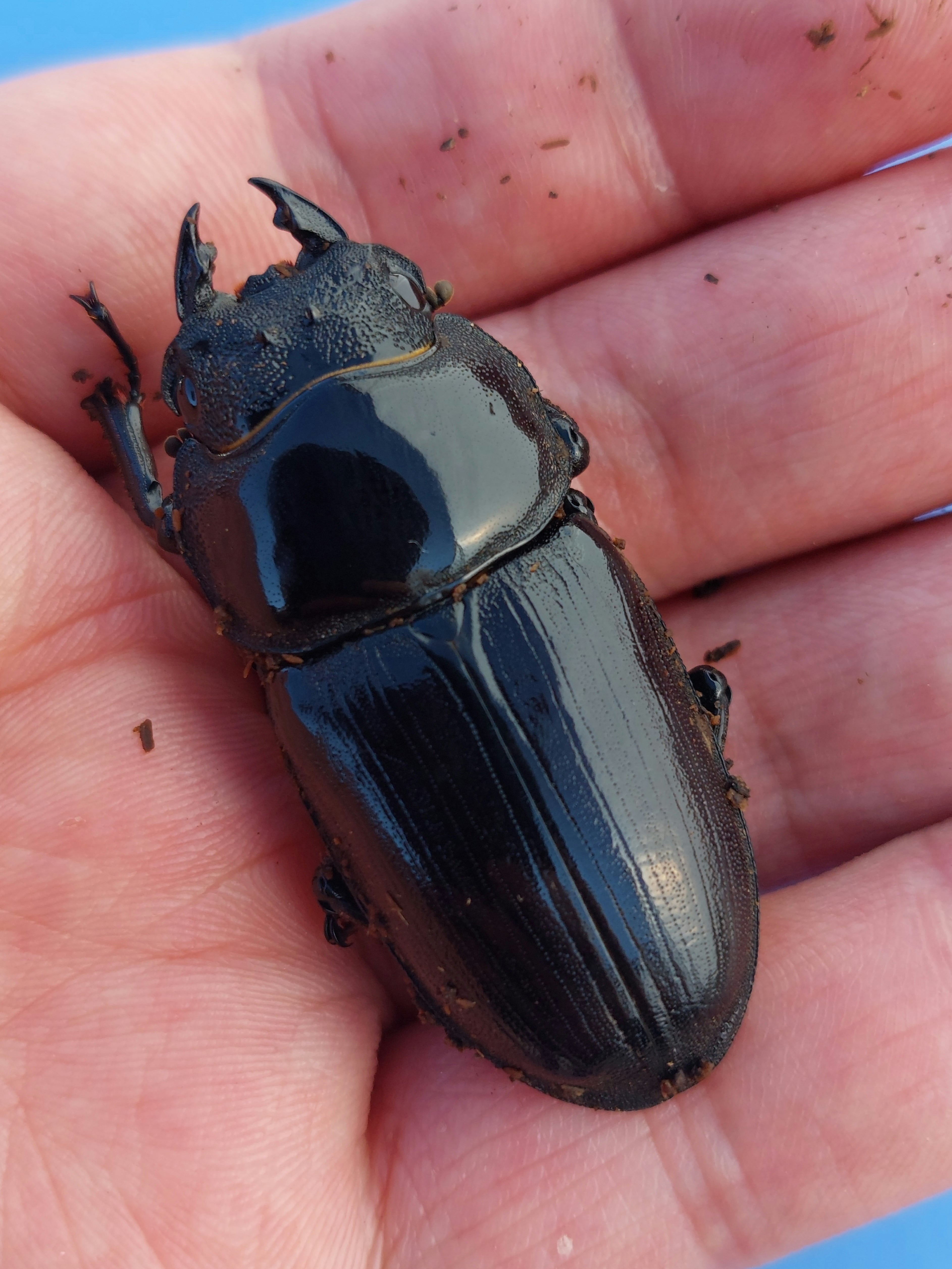 久留米産オオクワガタ♂82mm 標本 久留米産オオクワガタ♂82mm 標本