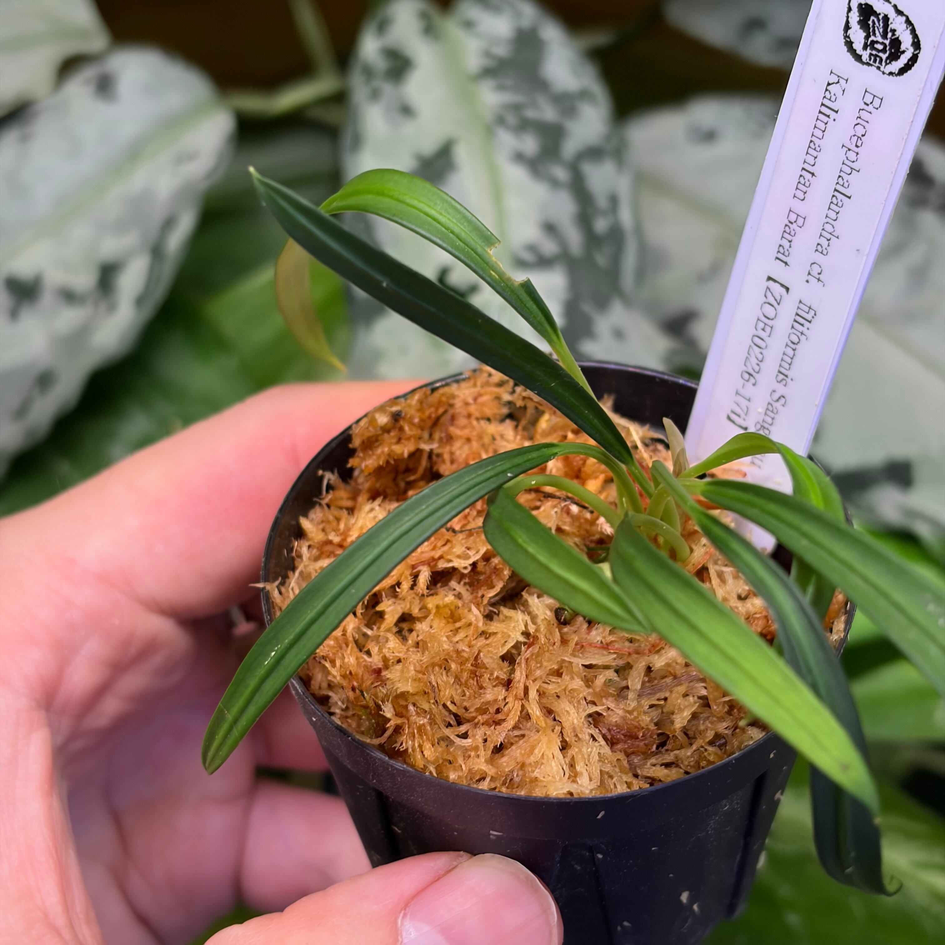 観葉植物 ブセファランドラ sp. Sanggau, aff. B. filiformis