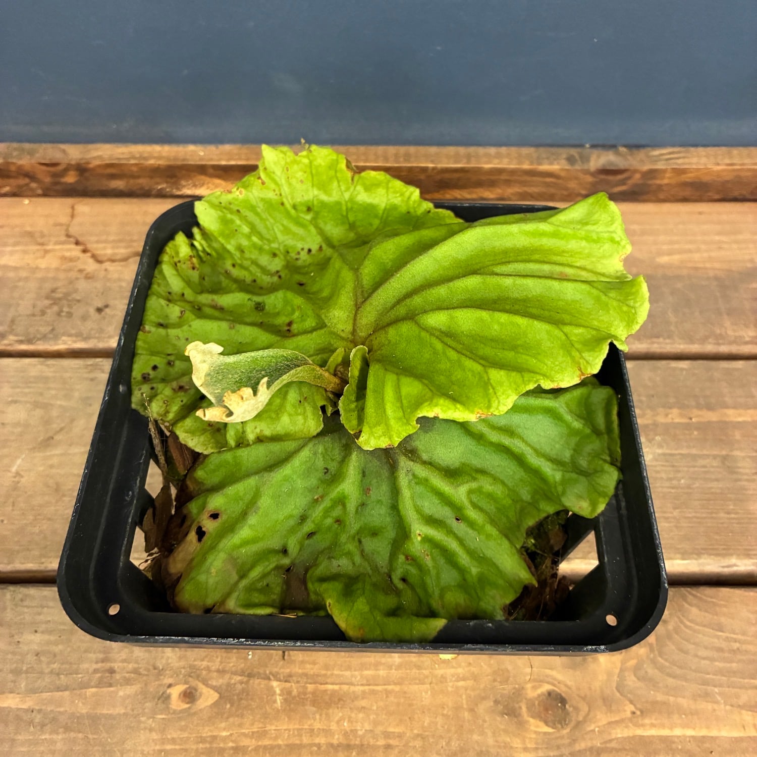 秋の植え替えフェア対象】【伊藤蟻】ビカクシダ リドレイ (wide fronds