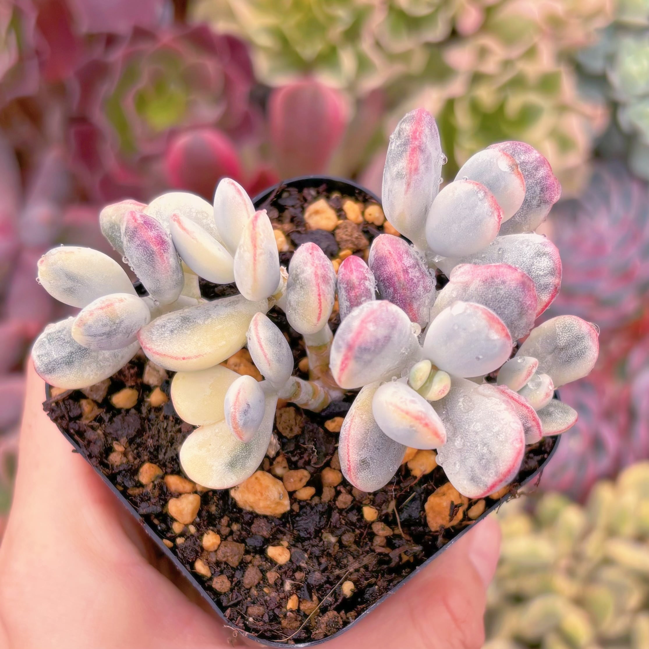 現品　達磨福娘錦#758　るる農園