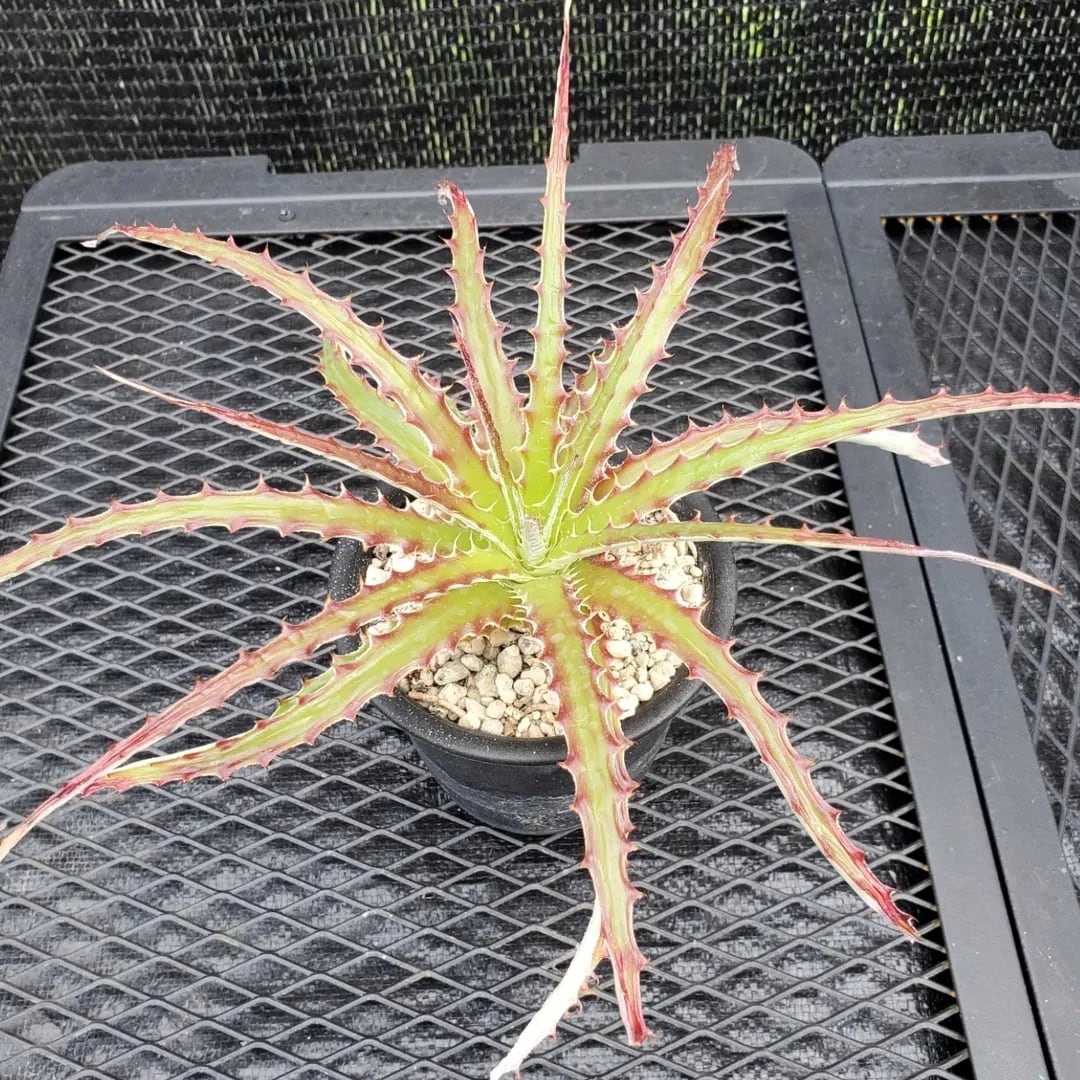 タグ付き ヘクチア Hechtia 'All Red' ⑵ Hechtia（ヘクチア） | レアプランツ通販サイトPlants Maniax