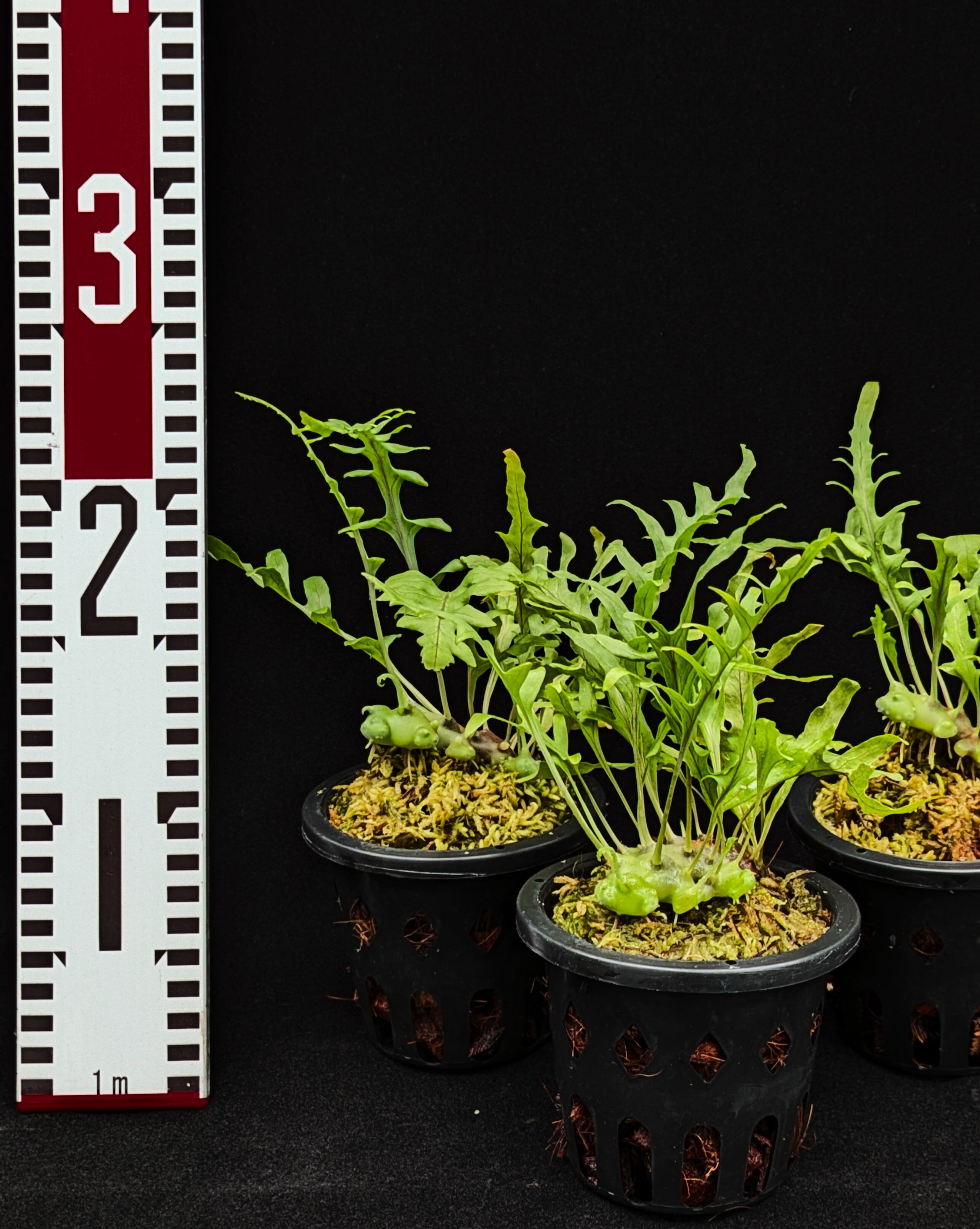 Lecanopteris balgooyi (blue type) | 伊藤蟻植物農園