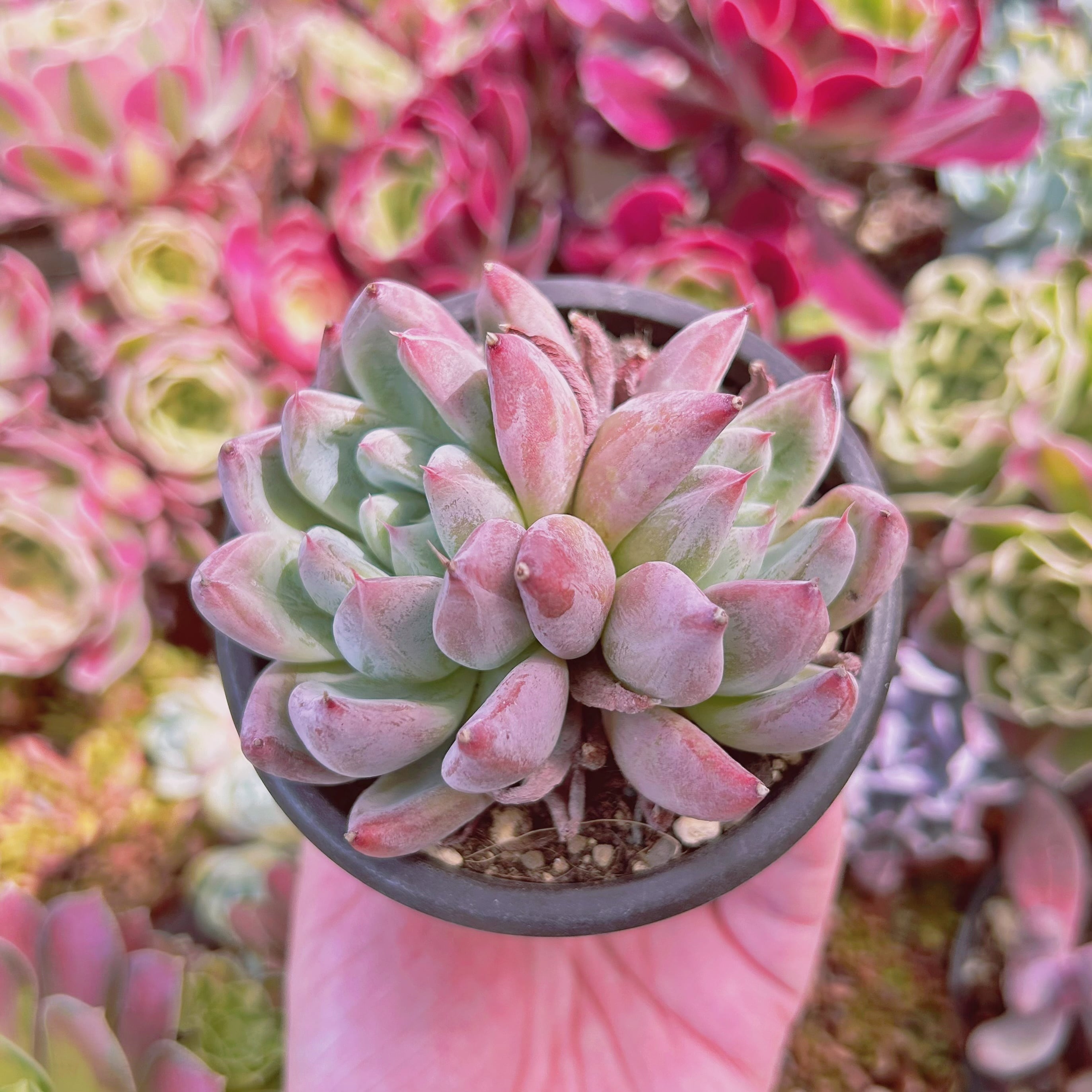 #2007現物　多肉植物　桜花　抜き苗