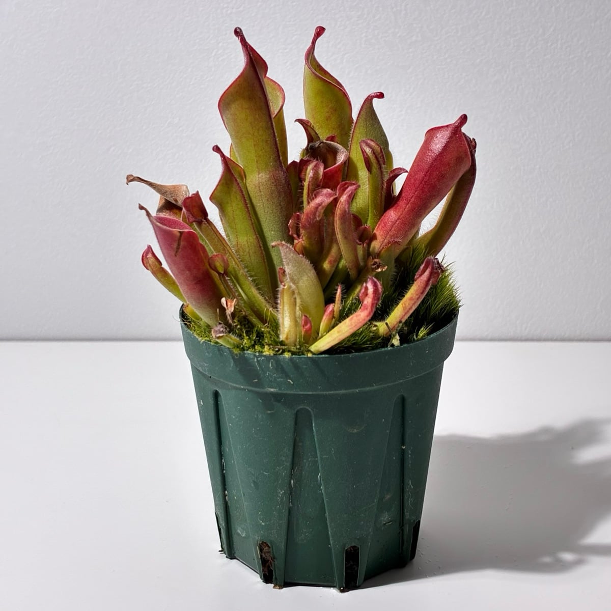 ヘリアンフォラ ヘテロドクサ Heliamphora heterodoxa