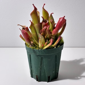 ヘリアンフォラ ヘテロドクサ Heliamphora heterodoxa