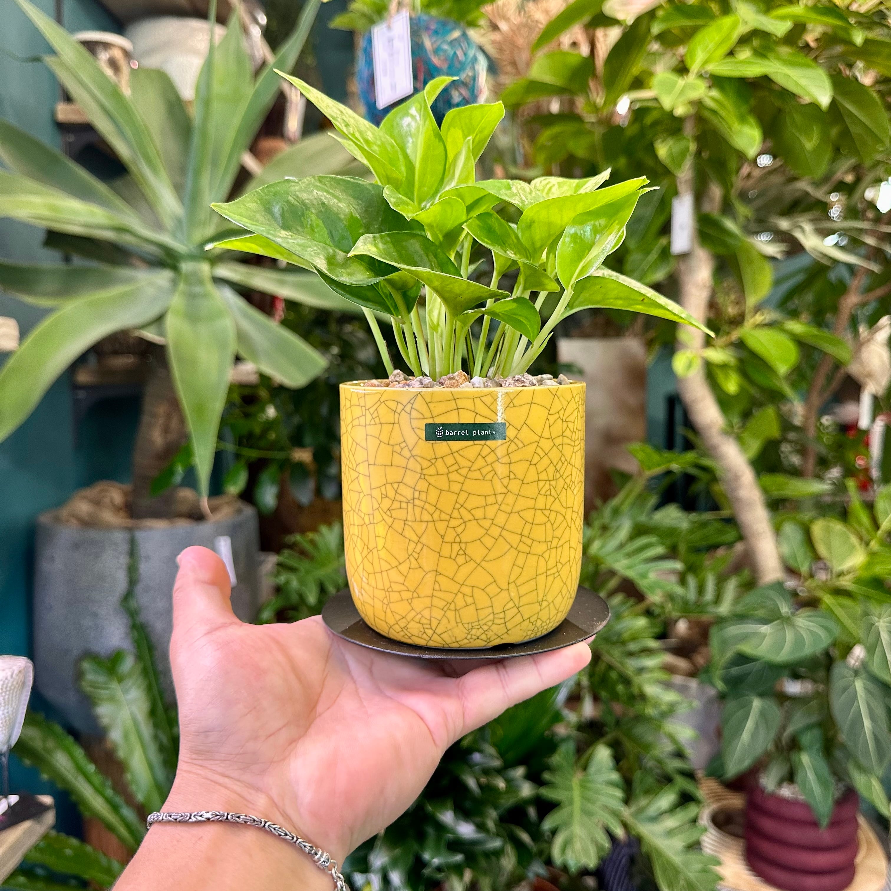 ポトス・グローバルグリーン | barrelplants_BONSAI