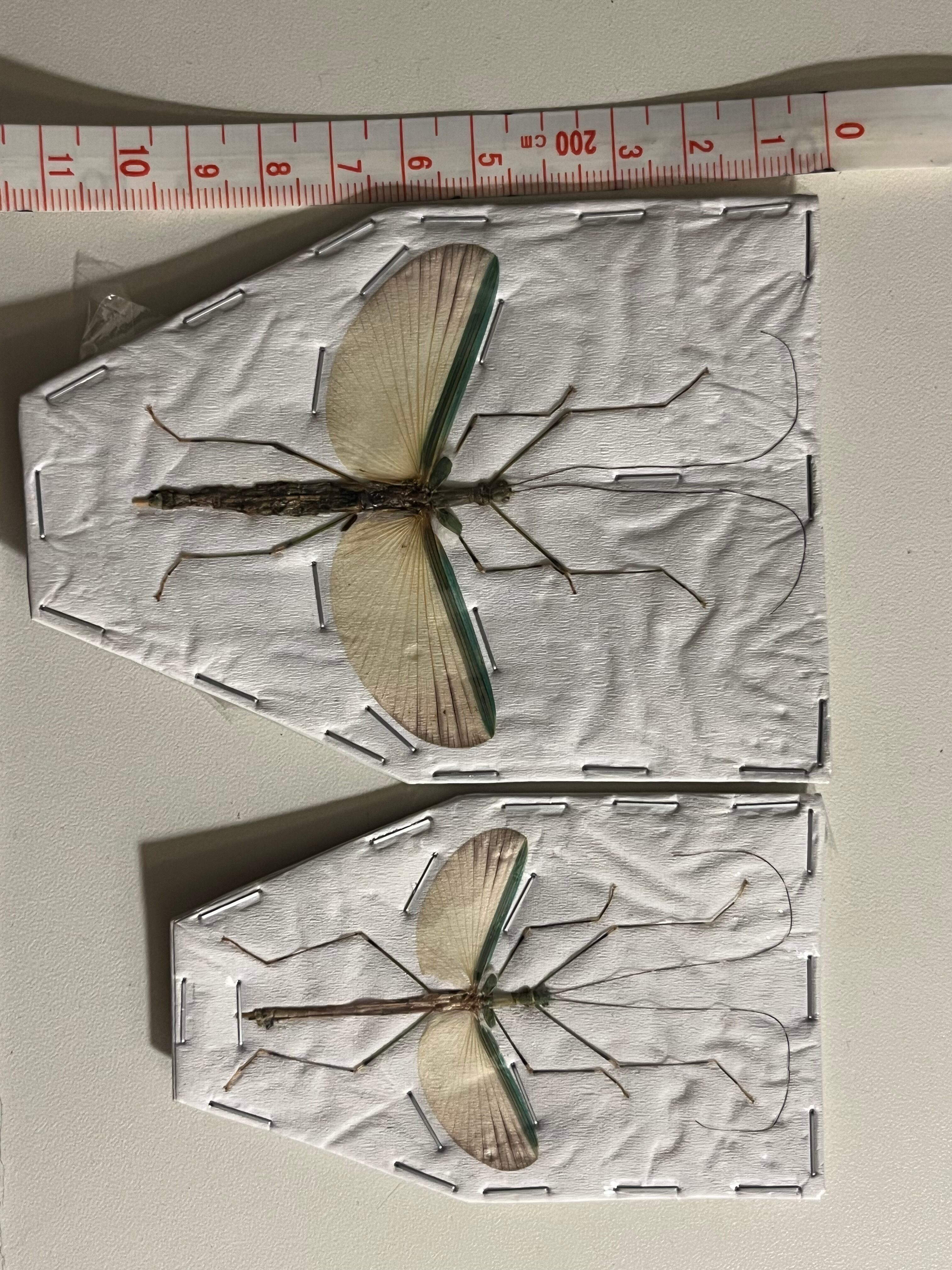 ペア標本】カリマンタンナナフシ 昆虫標本昆虫最重量コノハムシ