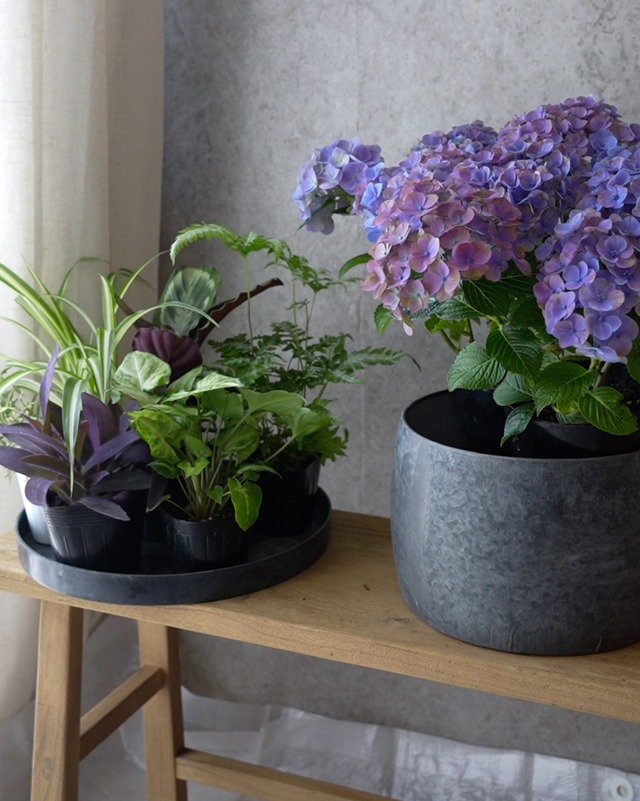 【花苗セット】紫陽花と観葉植物の花苗セット