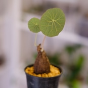 Stephania kaweesakii / ステファニア カウィーサキー㊲/ 観葉植物