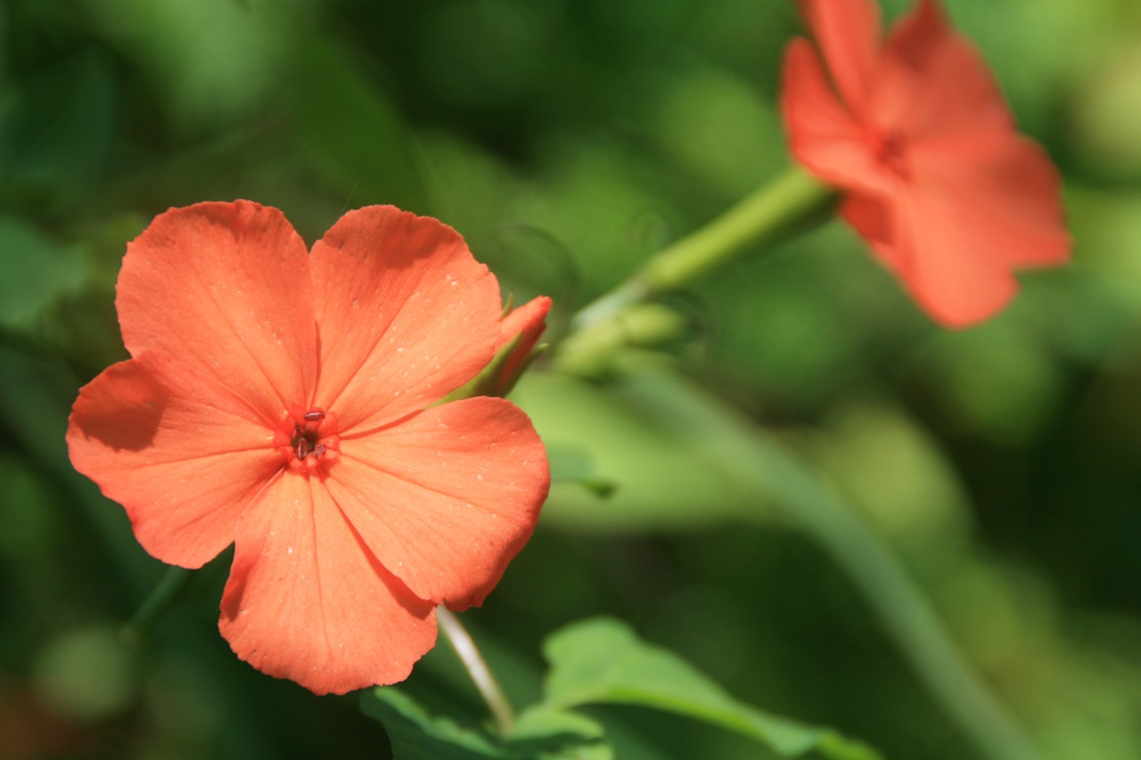 フシグロセンノウ(節黒仙翁)7,5〜9cmポット 【山野草】の画像01