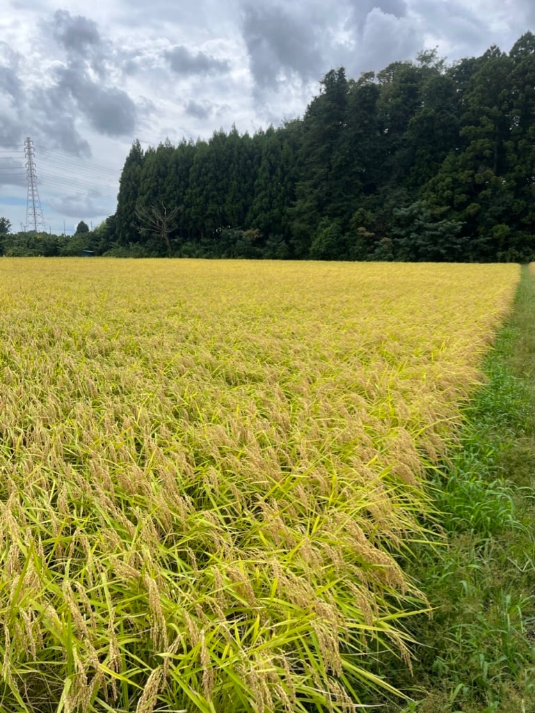 無農薬　令和5年収穫　コシヒカリ 完売御礼】令和五年度収穫 無農薬コシヒカリ【5kg】 | コザワファーム