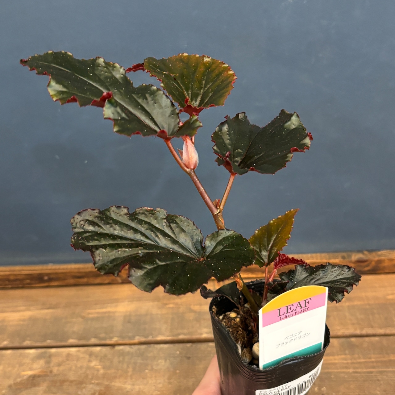 ベゴニア ブラックドラゴン【947】