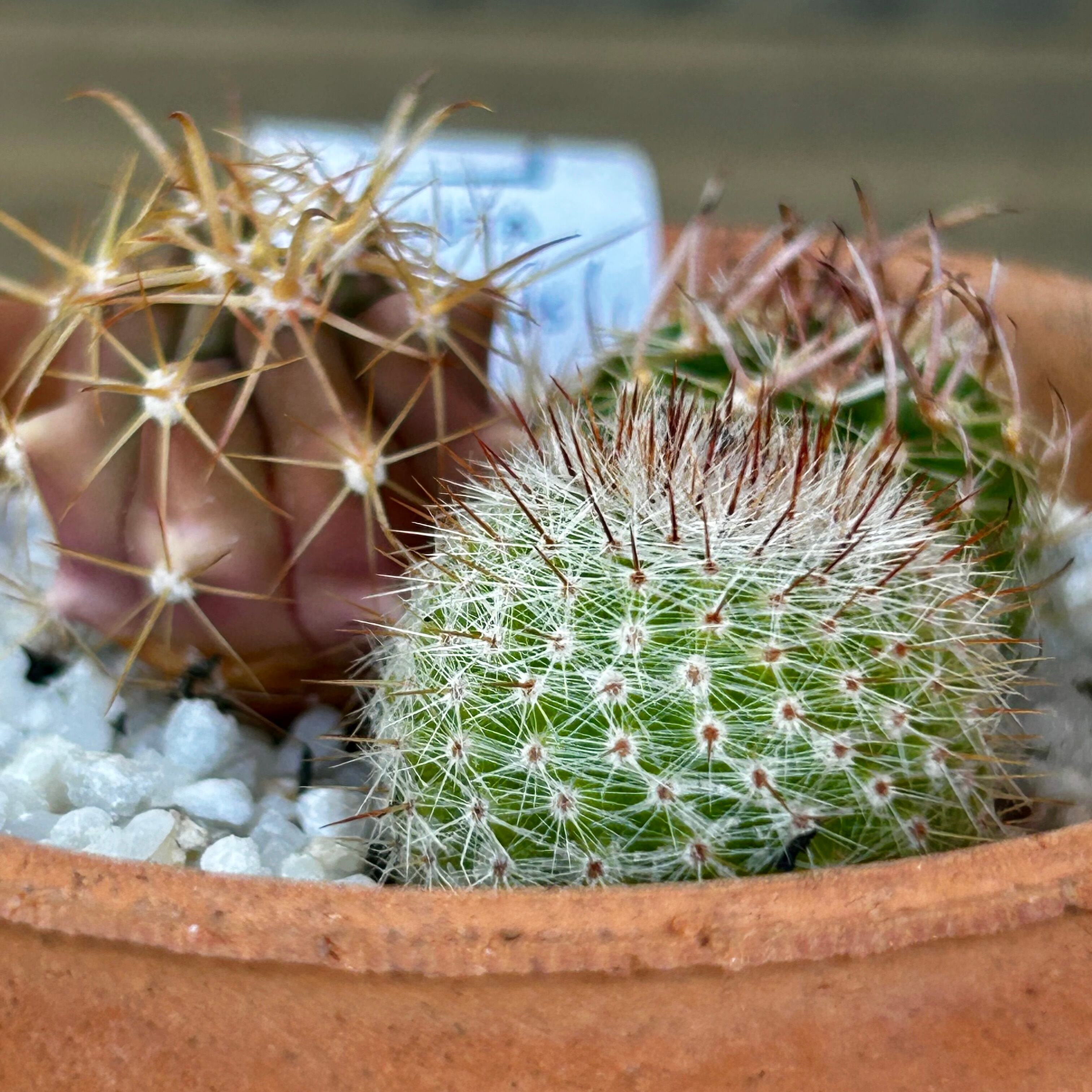 T)サボテン寄せ植え | RuPo 多肉植物専門店