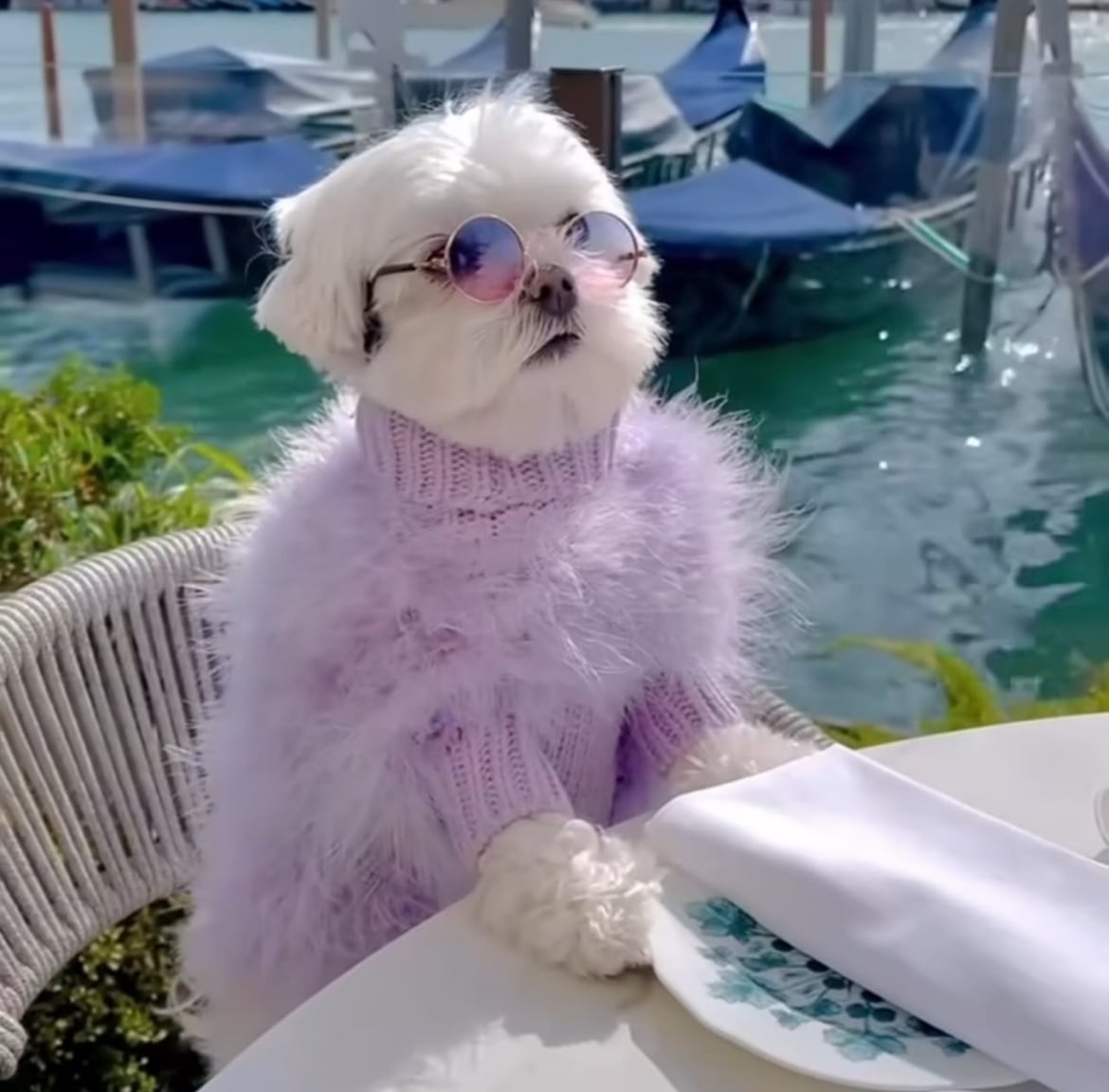 Christian Cowan x maxbone Jumper(lavender) | ote.