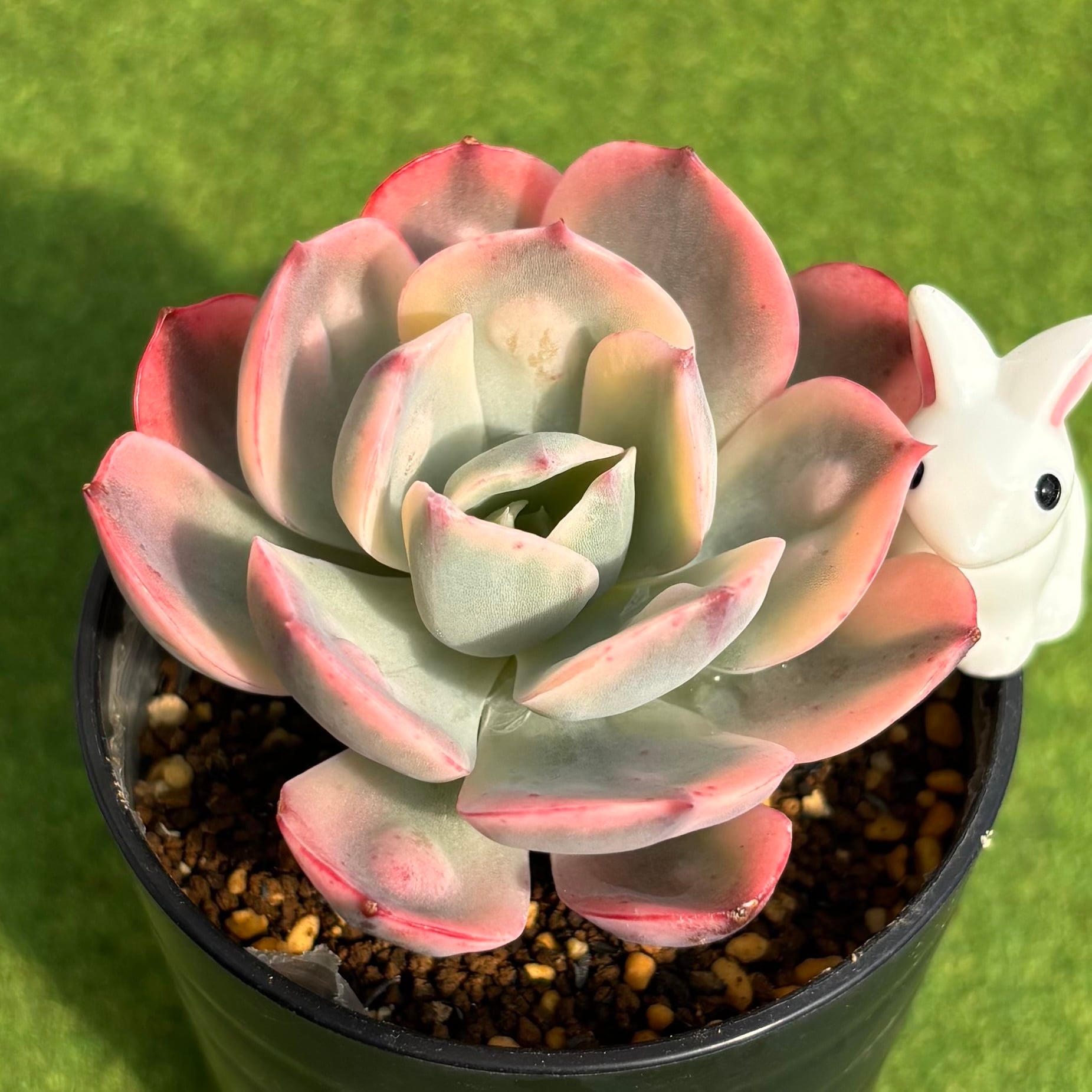パンジー 綴化③ | 多肉植物 豆彦商店