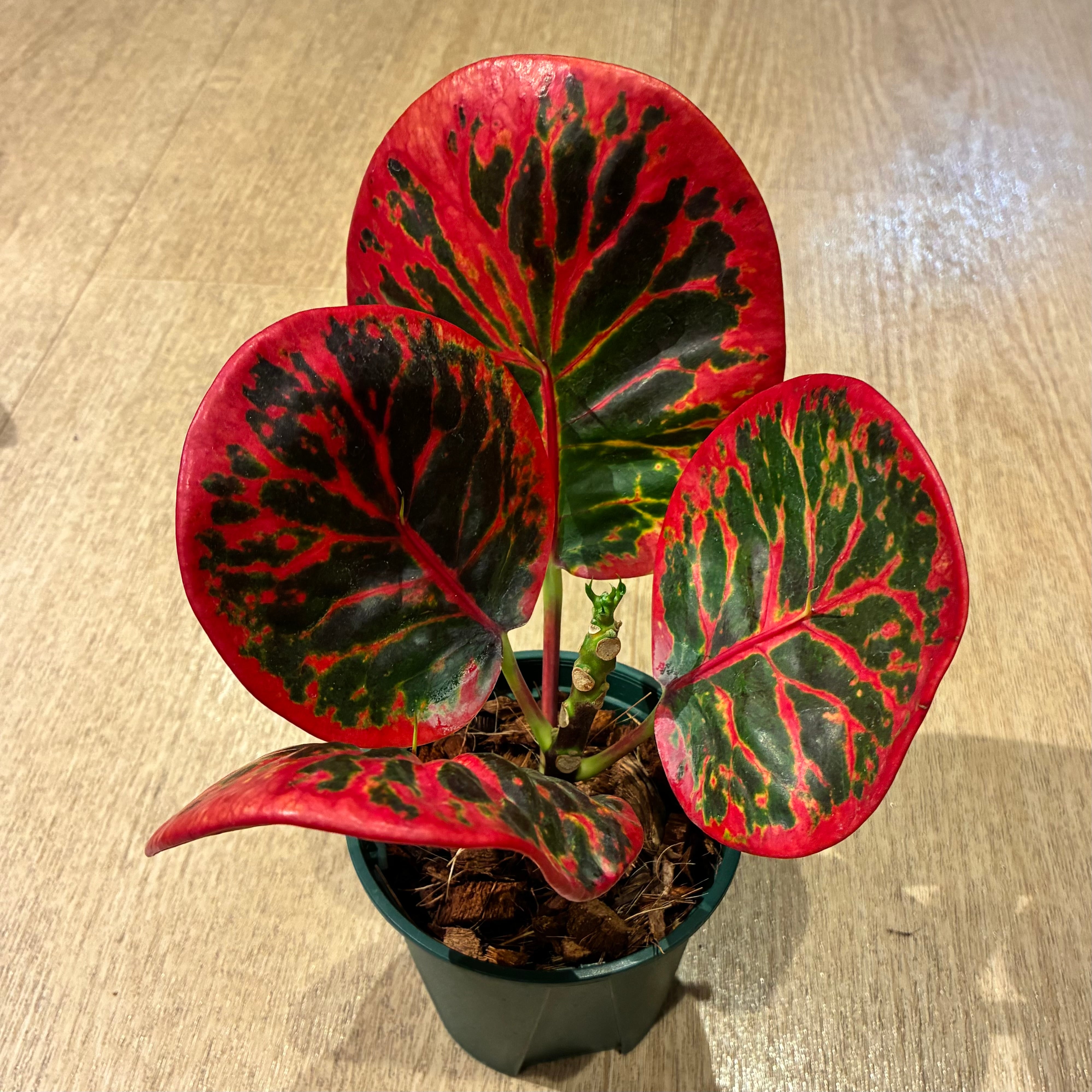 Croton red gem クロトン レッドジェム