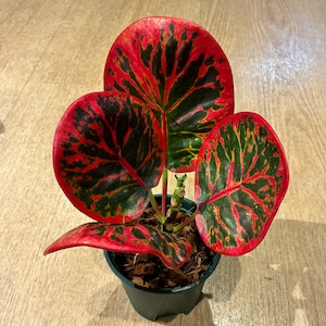 Croton red gem クロトン レッドジェム