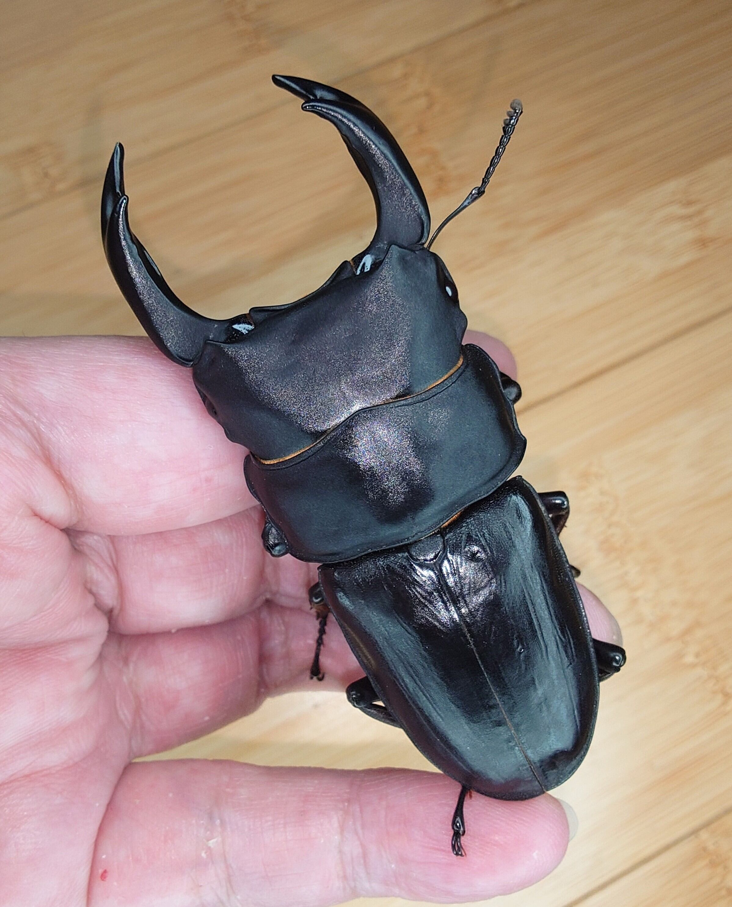 国産オオクワガタ 能勢YG ♂1頭 ♀2頭 ♂81.7mm ♀52.6mm