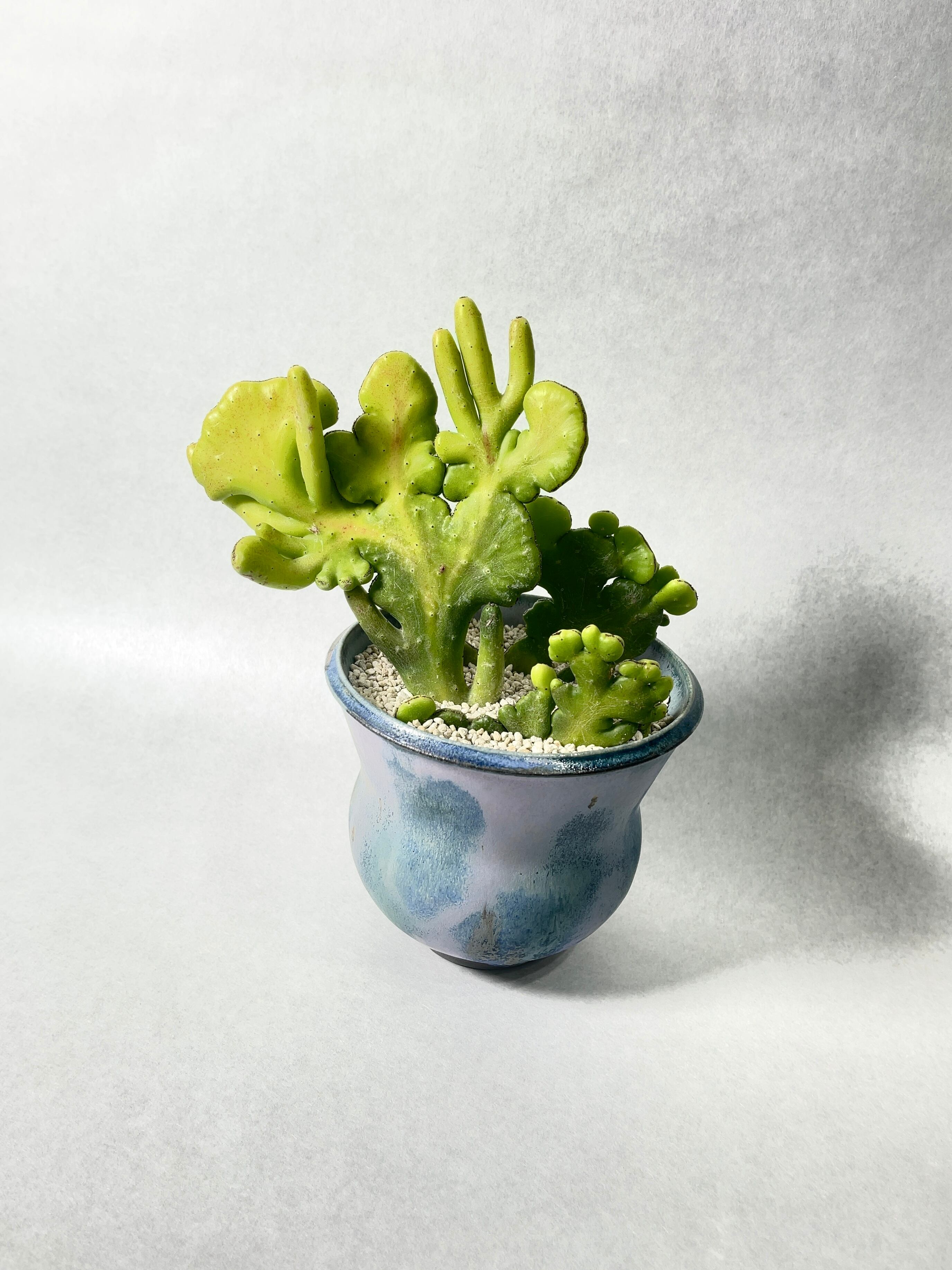 ユーフォルビア・オンコクラータ錦綴化 | trigger