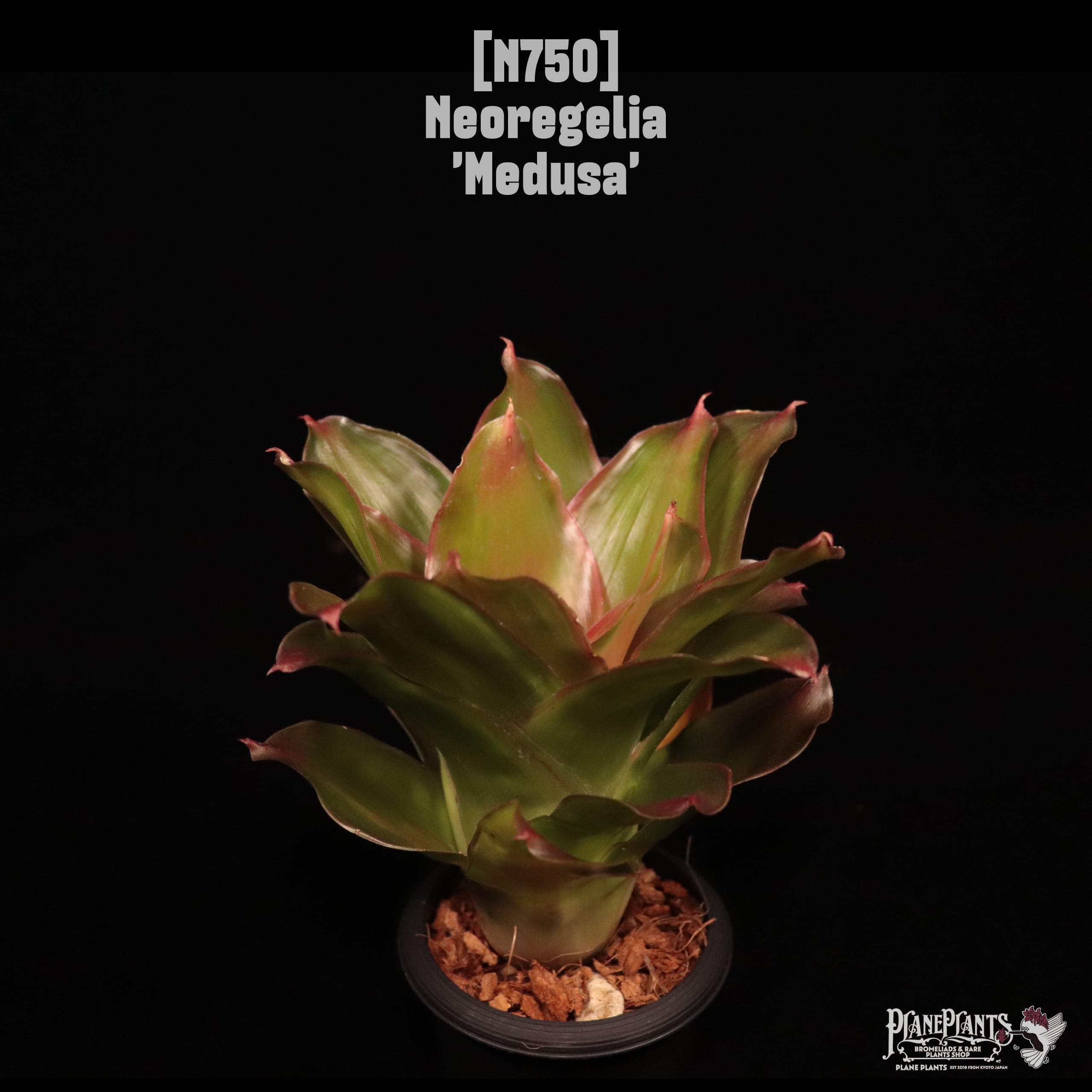 Neoregelia 'Medusa'〔ネオレゲリア〕N750