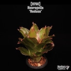 Neoregelia 'Medusa'〔ネオレゲリア〕N750