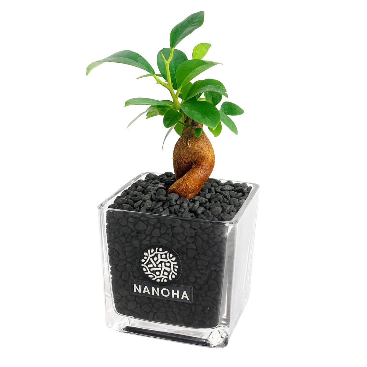 ガジュマル 黒砂利(四角容器)