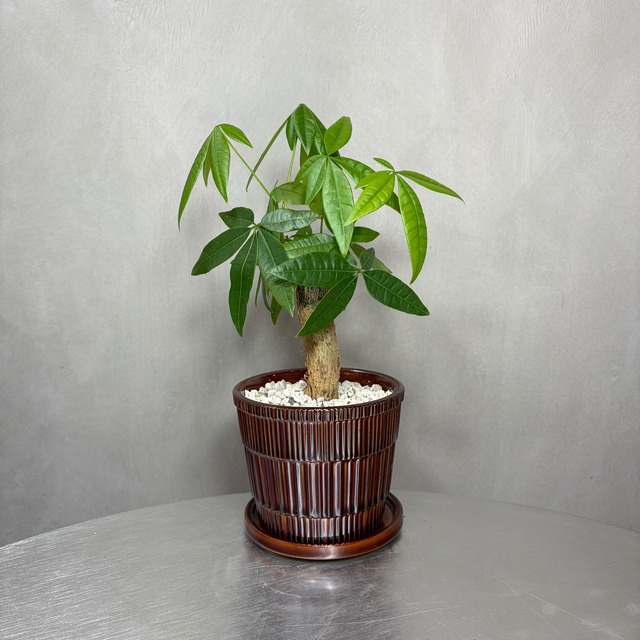 パキラ 観葉植物 陶器鉢 植え込み
