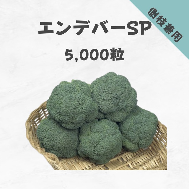 エンデバーSP　ブロッコリー種子・5,000粒