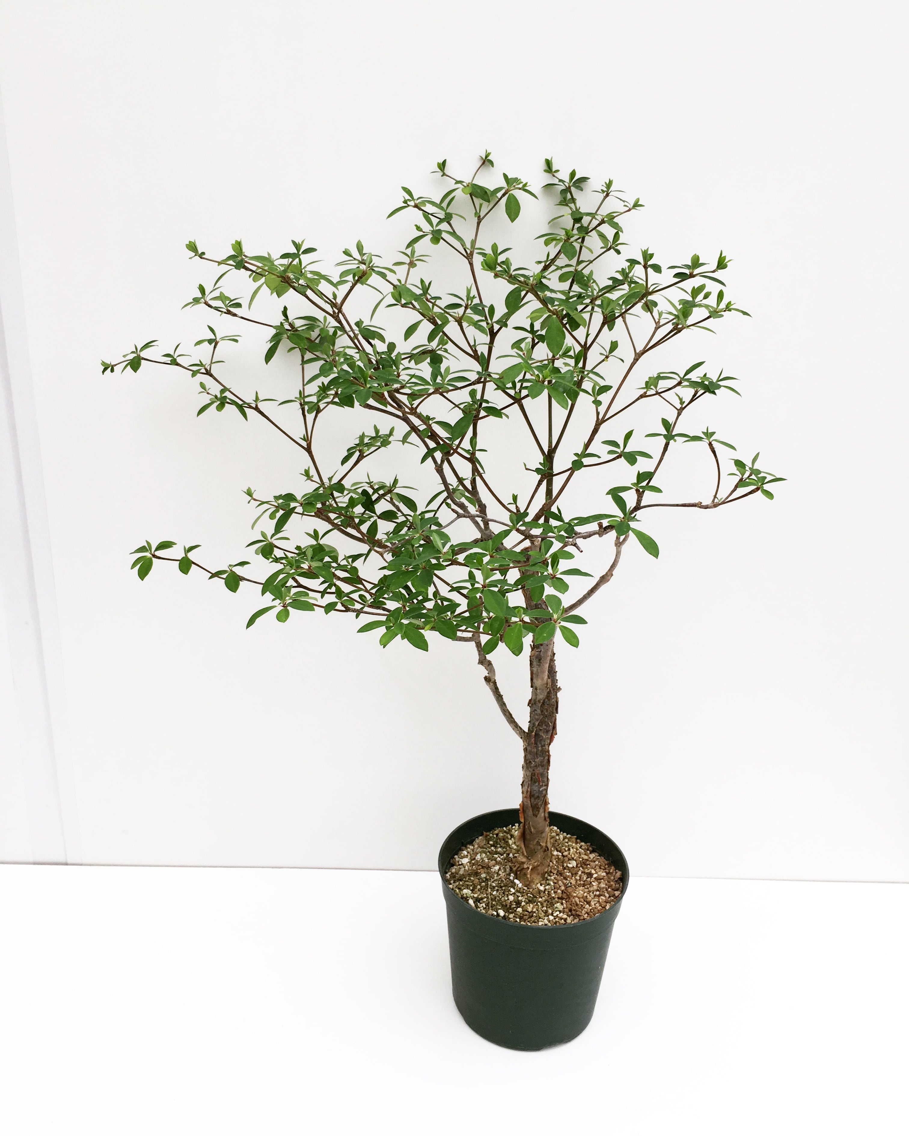 ユーフォルビア ウンブラクリフォルミス Euphorbia umbraculiformis 
