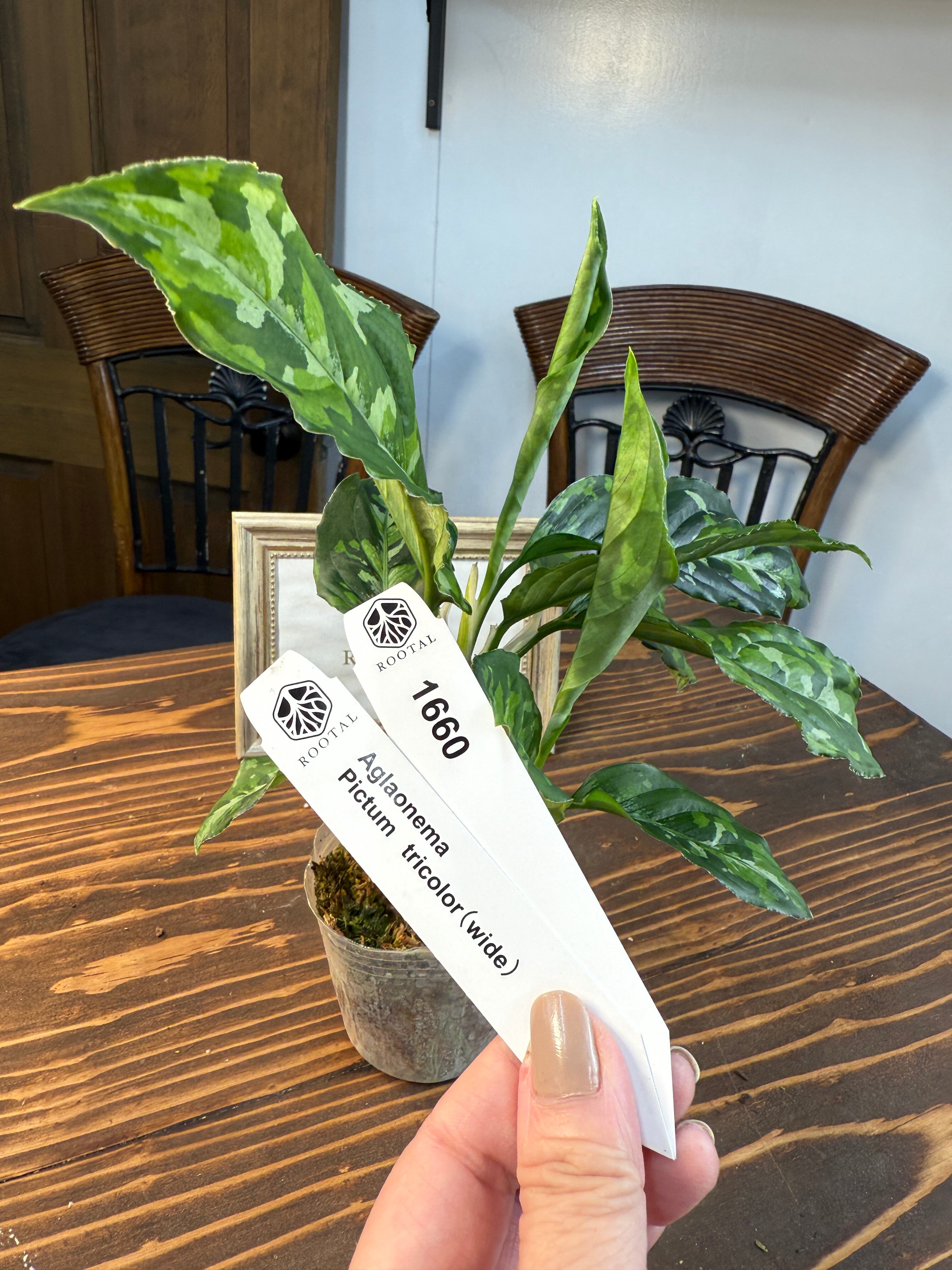 ★1660【野生の迷彩美】アグラオネマ ピクタムトリカラー(口径8cmポット)