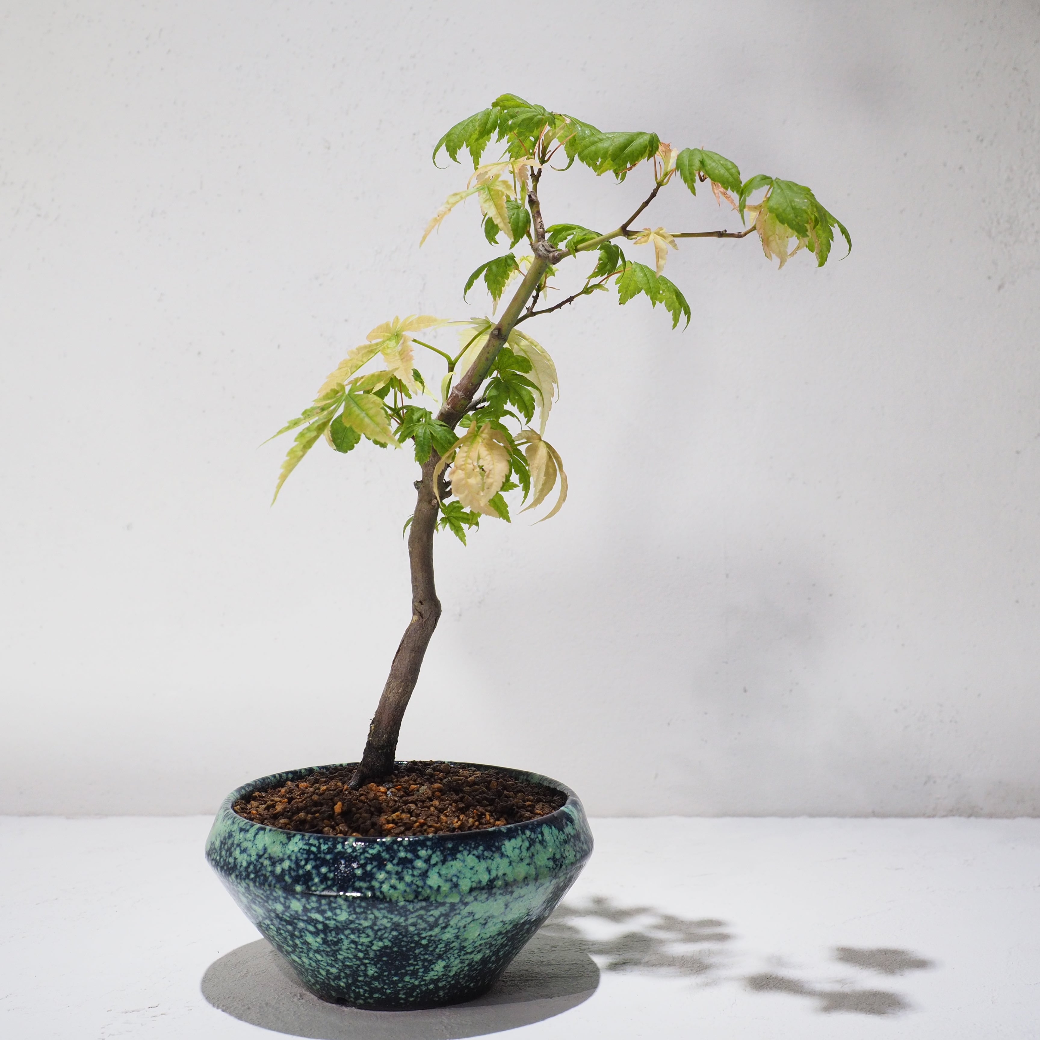 盆栽 もみじ［B198］ | ぼんさい屋とき