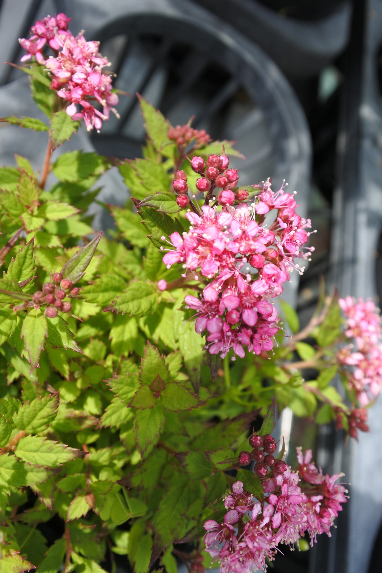 リシリシモツケ（利尻下野）７．５〜９ｃｍポット     【山野草　野草　低木　花苗　耐寒性低木　落葉樹　苔玉　寄せ植え　ロックガーデン】の画像01