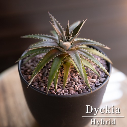 Dyckia ディッキア ハイブリッド 交配種 子株付き 多肉植物 サボテン BK-1