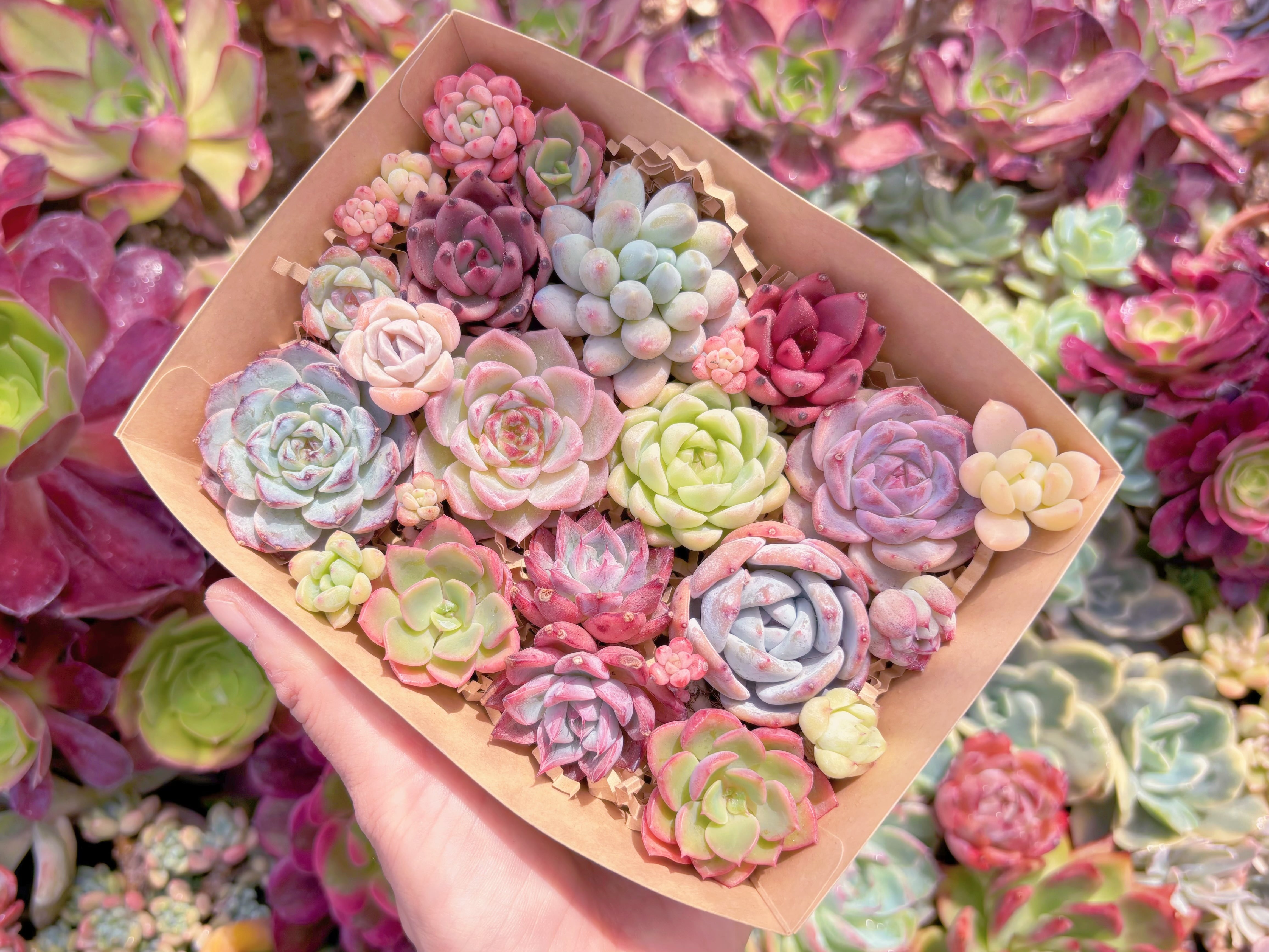 現品　寄せ植えセット#F230　るる農園