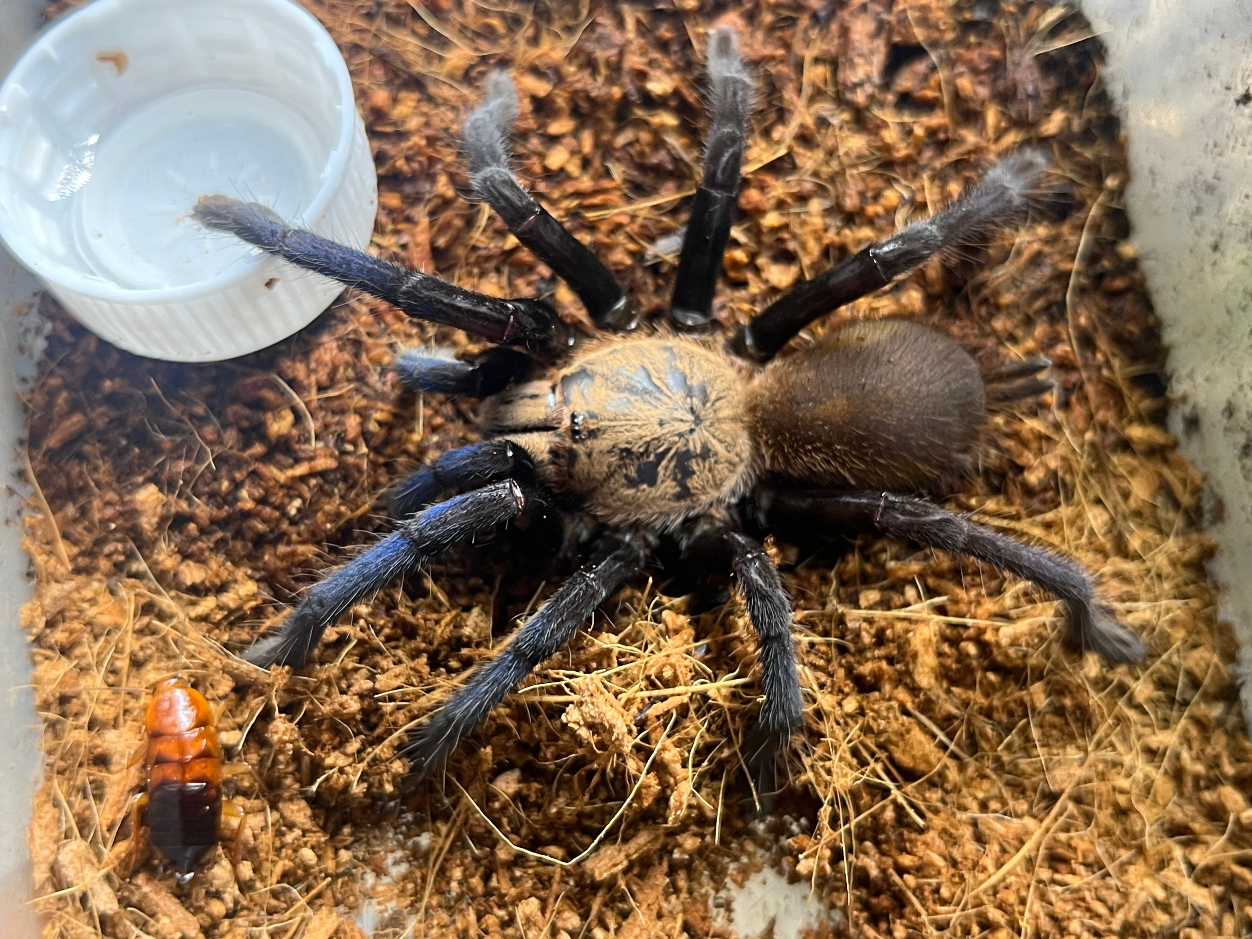 アースタイガー | オモニキチュウ