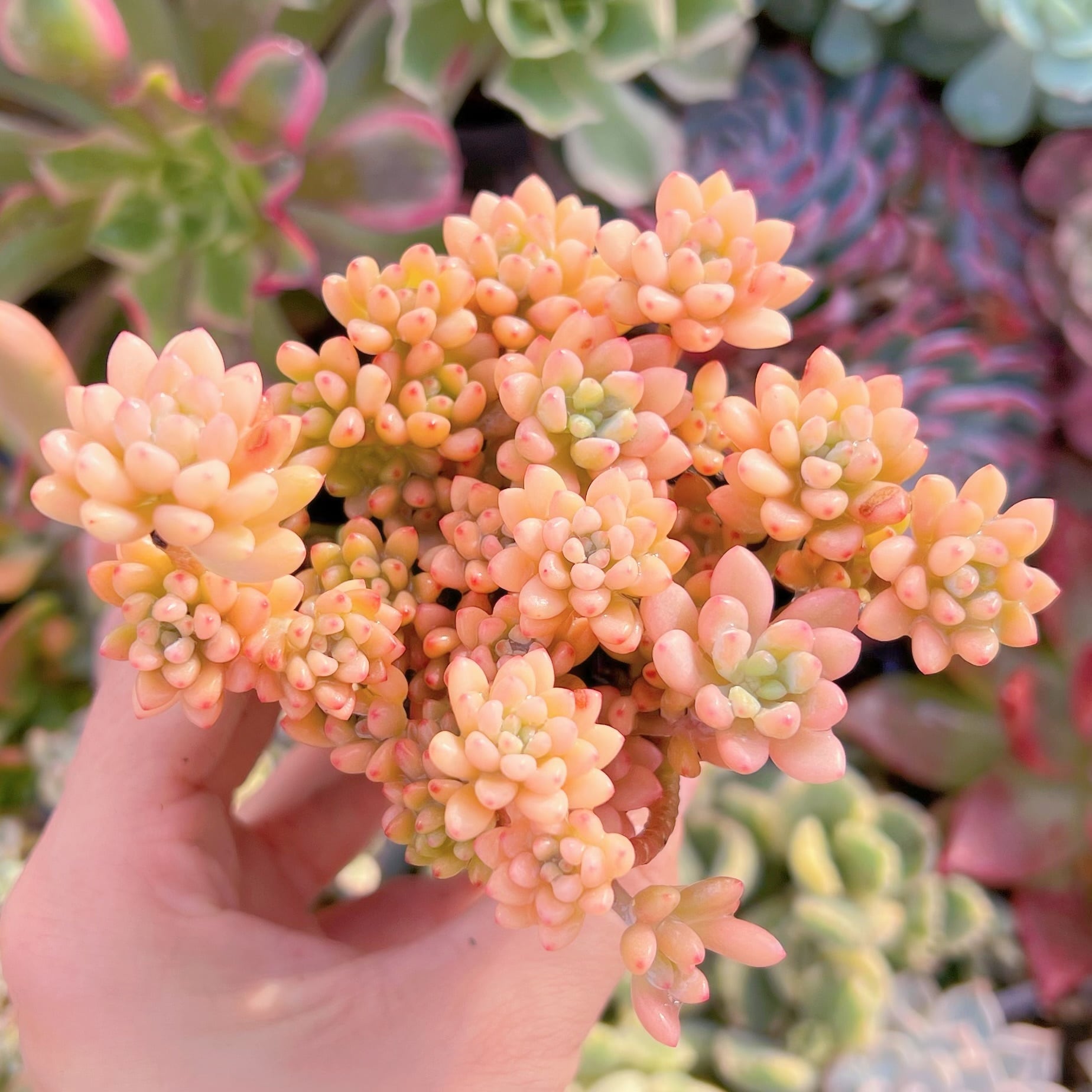 現品　ブルービーン錦#224　るる農園