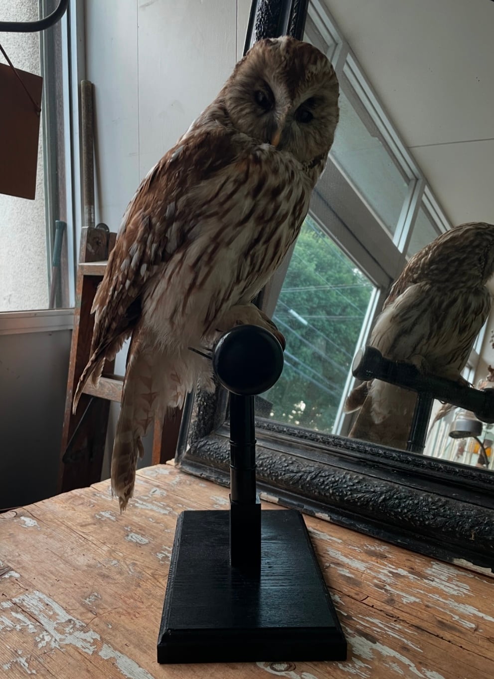フクロウの剥製 | tech2