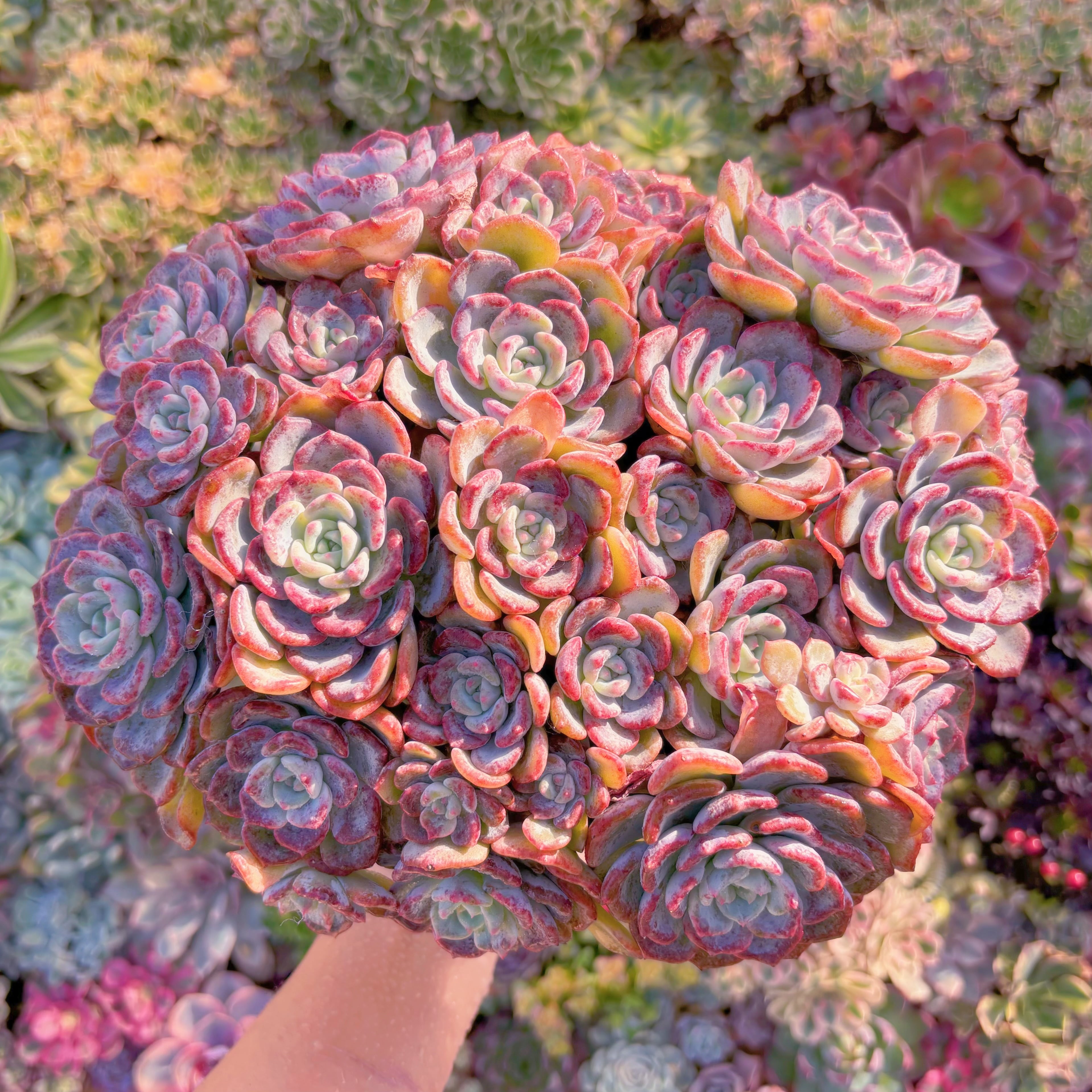 現品　千山雪#673　特特大群生　新入荷　るる農園