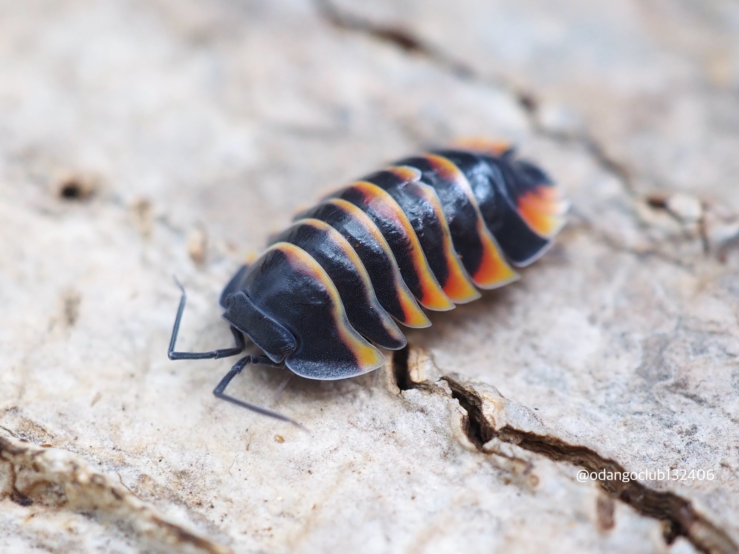 Merulanella sp. Tri colorメルラネラダンゴムシ5匹送料無料。安心