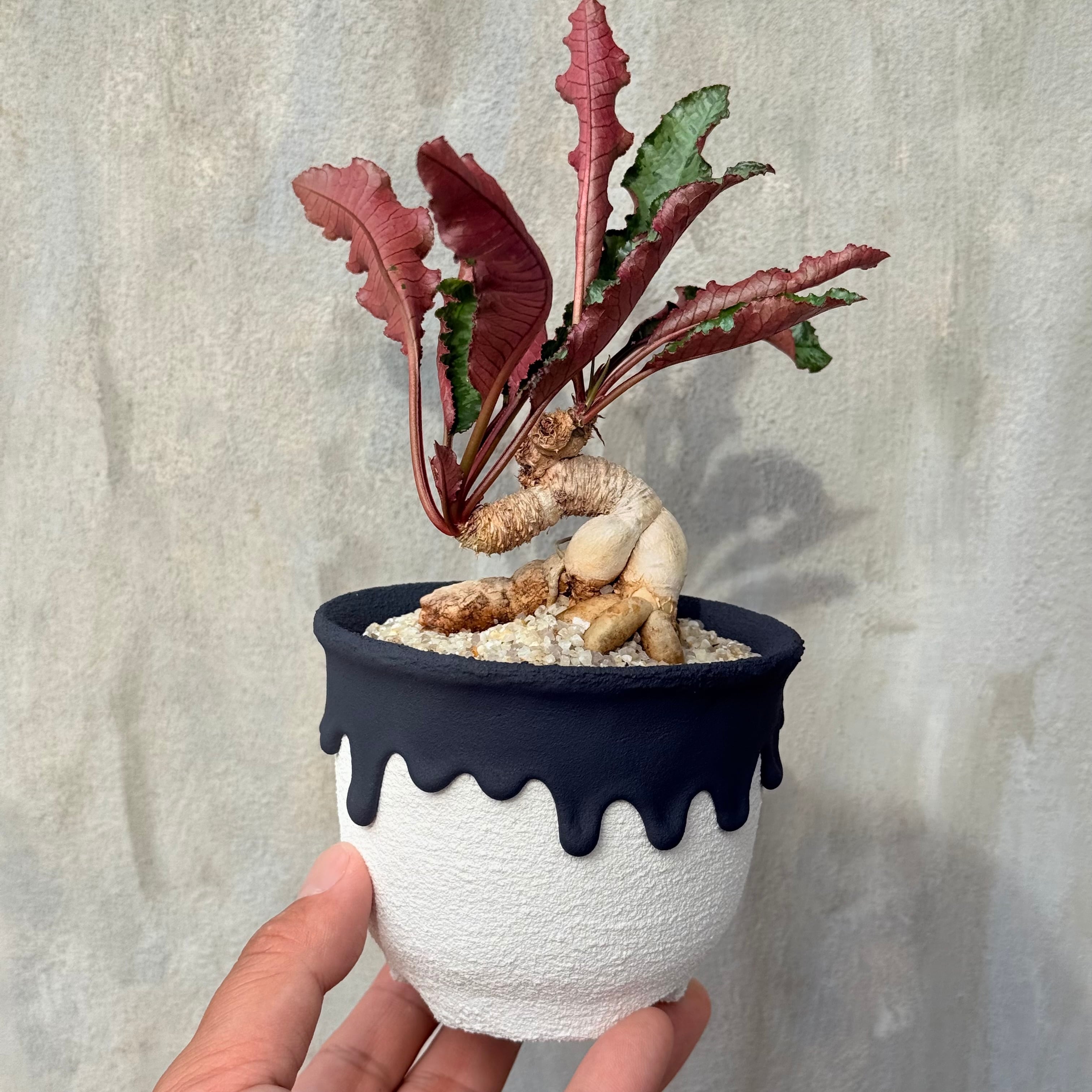 植物×作家鉢 【植え込み済み】 | A-PLANTS